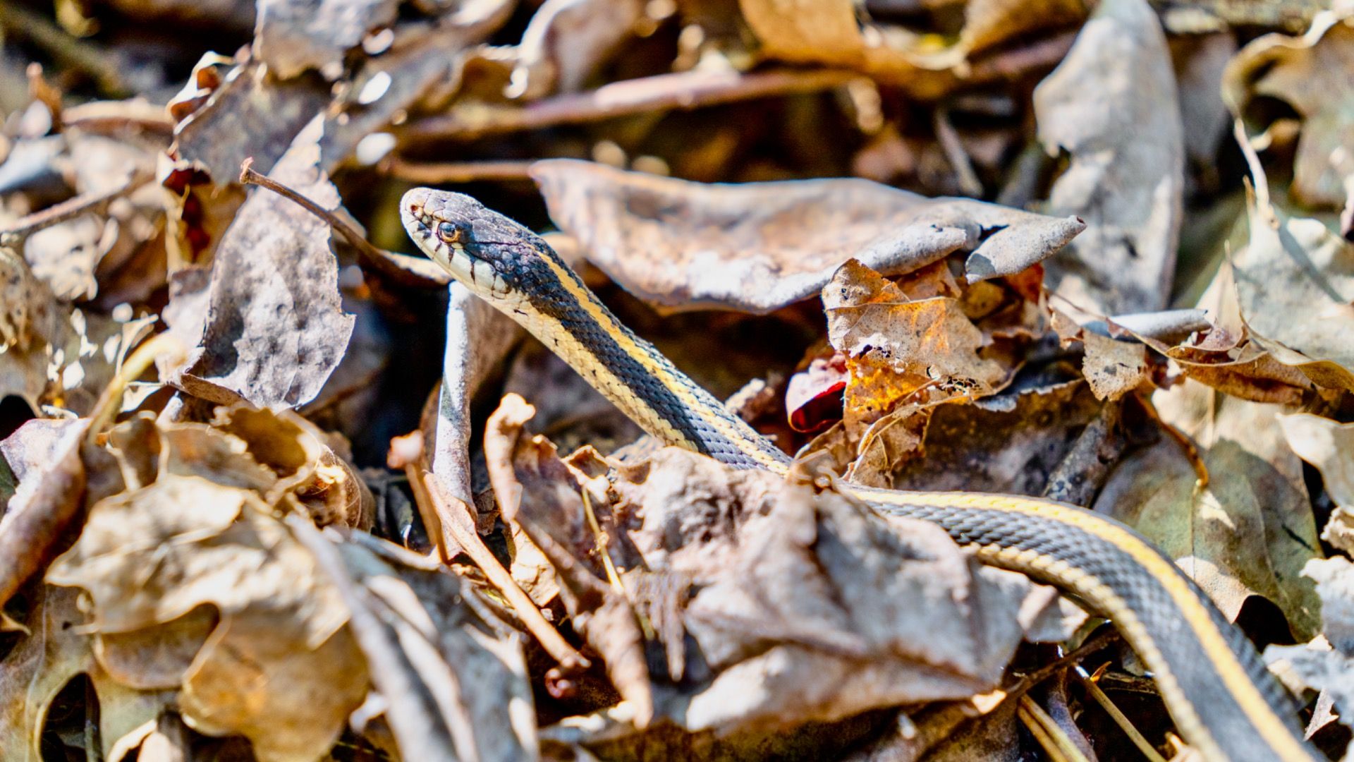Überlegen Sie zweimal darüber, diesen in den von Schlangen befallenen, in Kalifornien versuchten See zu besuchen