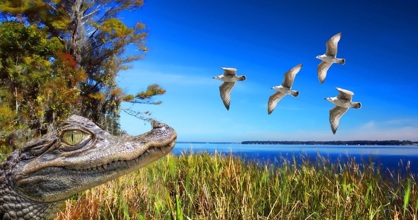 Dieser Florida Trail bietet einen malerischen Blick mit minimalem Wandern