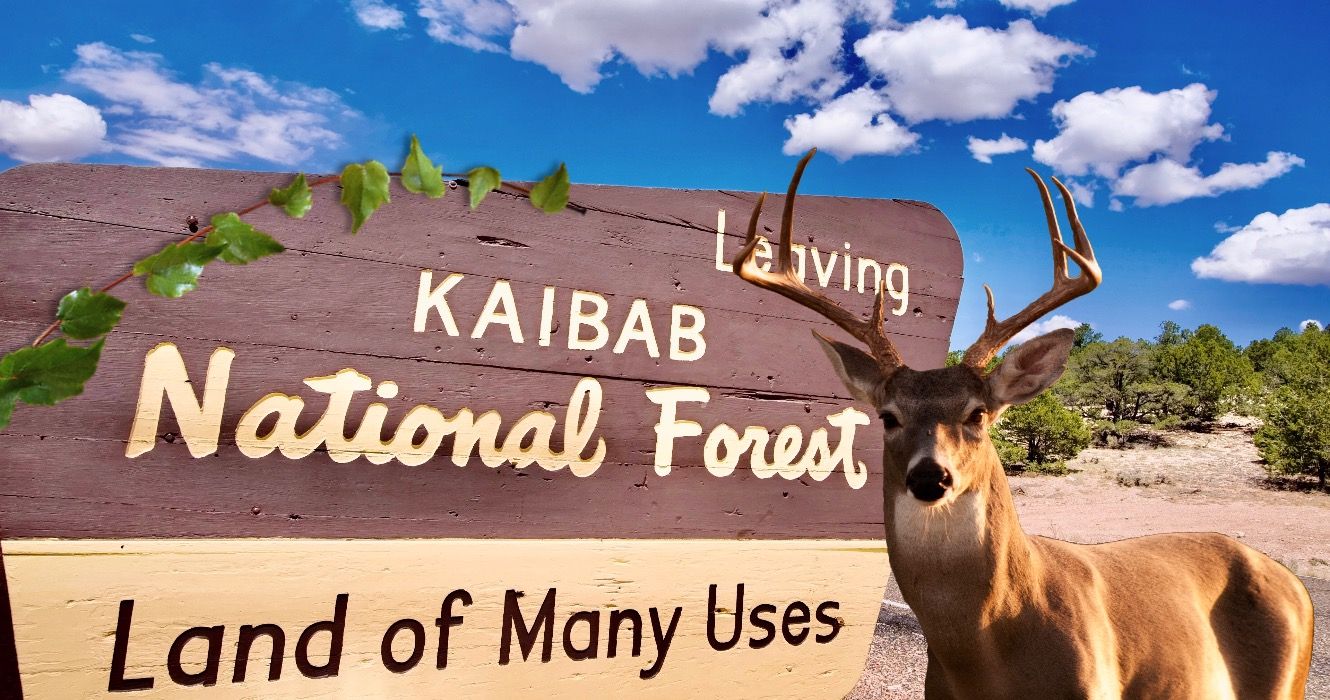 Diese malerische Fahrt zeigt den North Rim des Grand Canyon in zwei Stunden