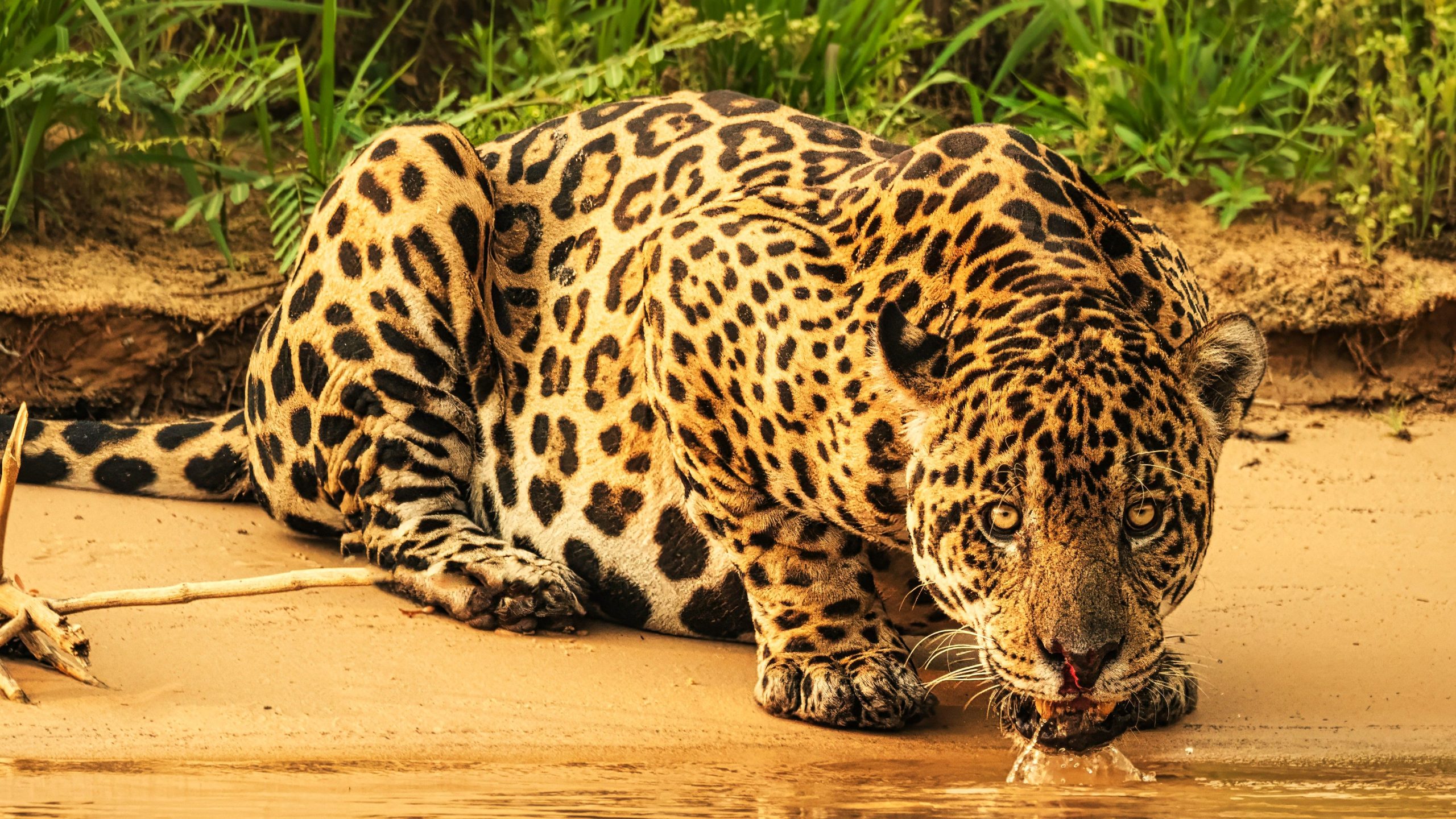 Neue seltene wilde Jaguar 