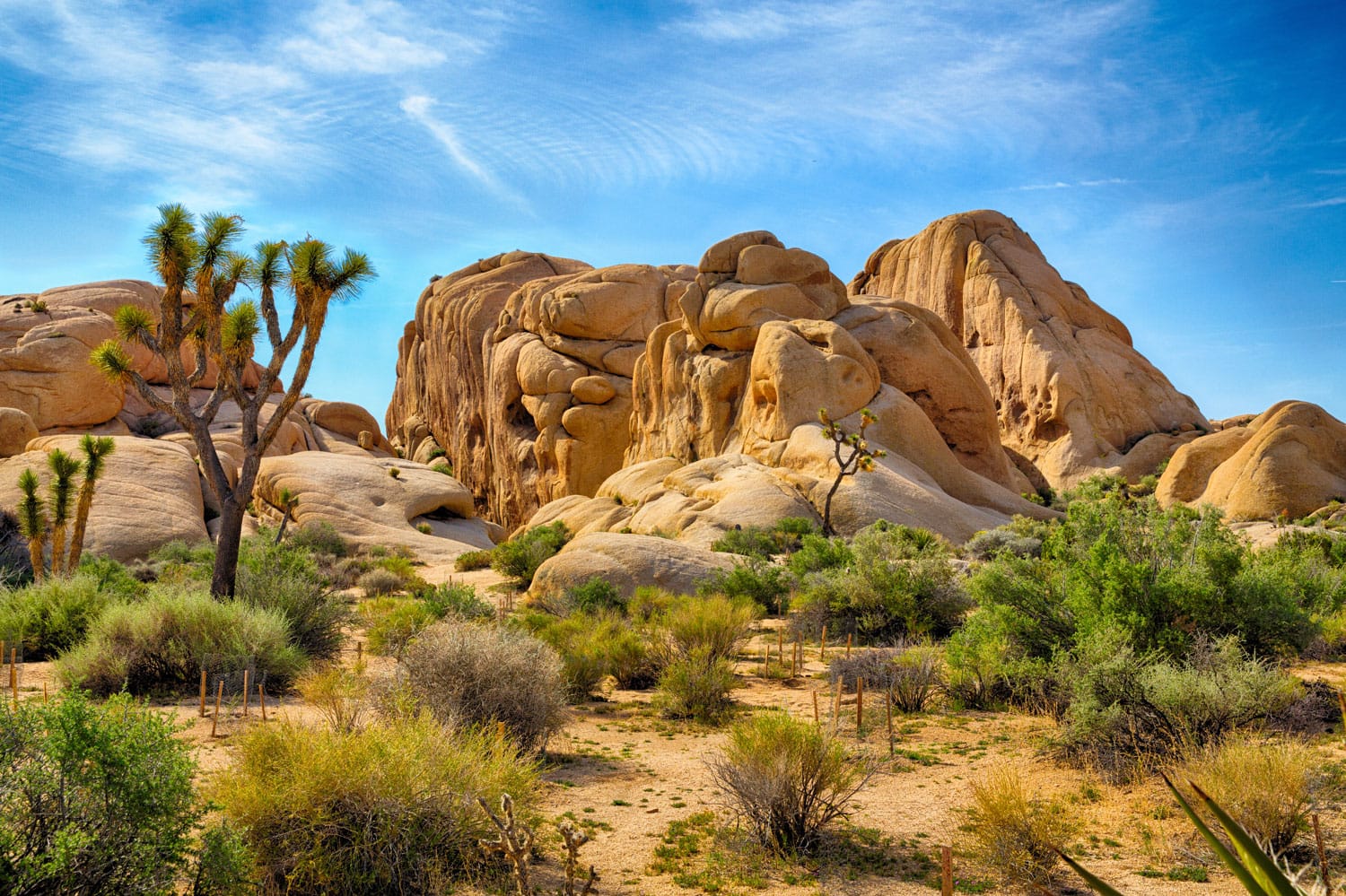 Der ultimative Leitfaden zum Besuch des Joshua Tree National Park