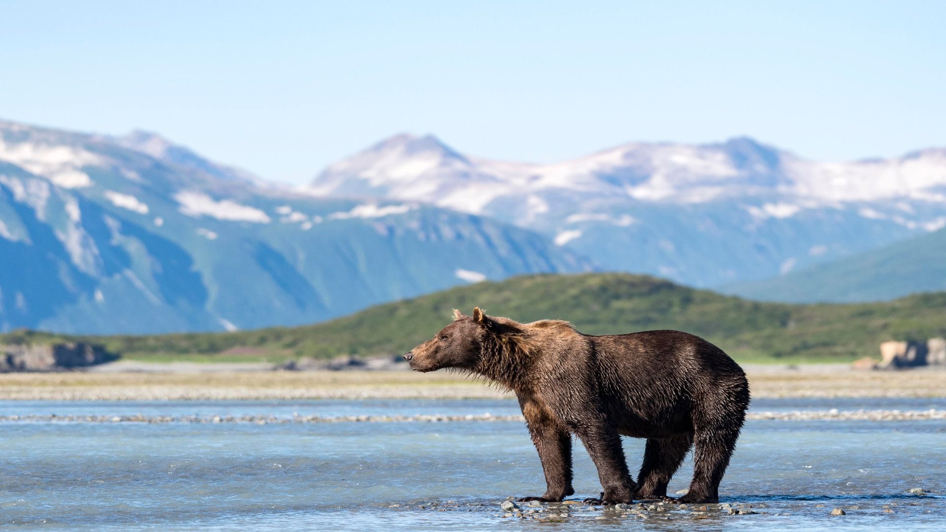 8 Alaska Wanderungen, wo Sie Bärenspray benötigen