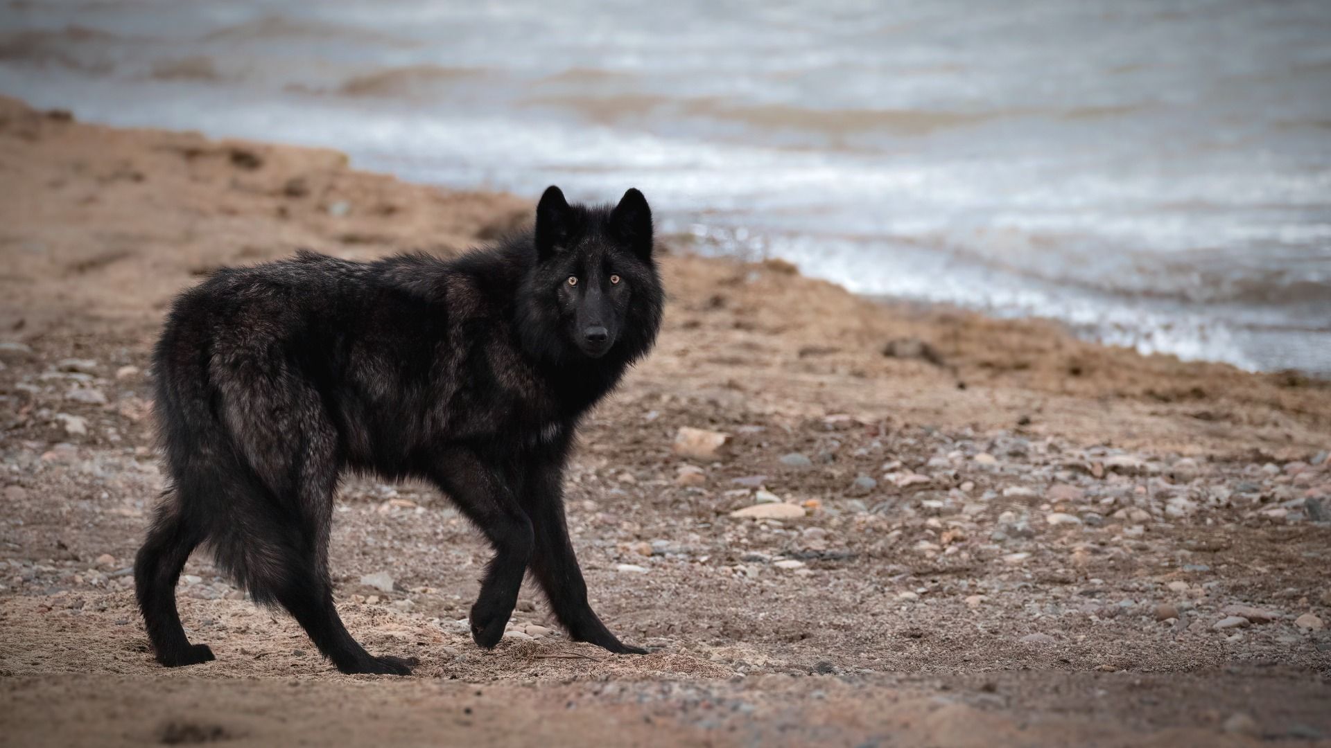 7 Beste Nationalparks, um Wölfe zu sehen