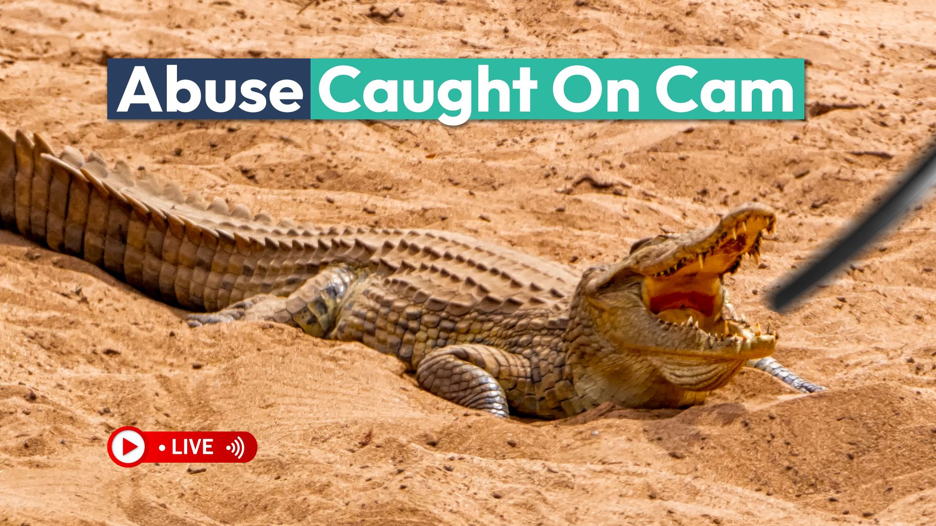 "King of Crocodiles" verhaftet, nachdem virales Video vor der Kamera gefangen wurde