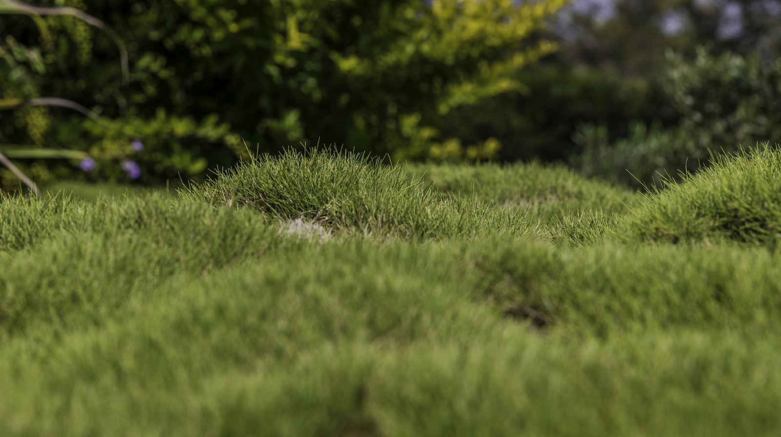 Das Must-Have-Tool, mit dem Sie schnell und einfach Ihren Rasen bewerten können