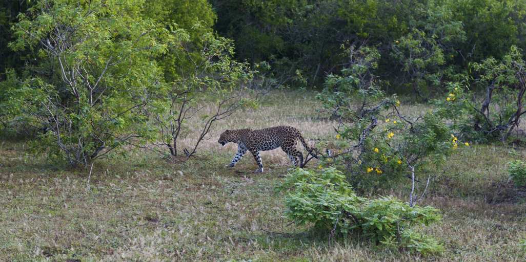 Sri Lanka: 5 Außergewöhnliche Nationalparks zum Erkunden