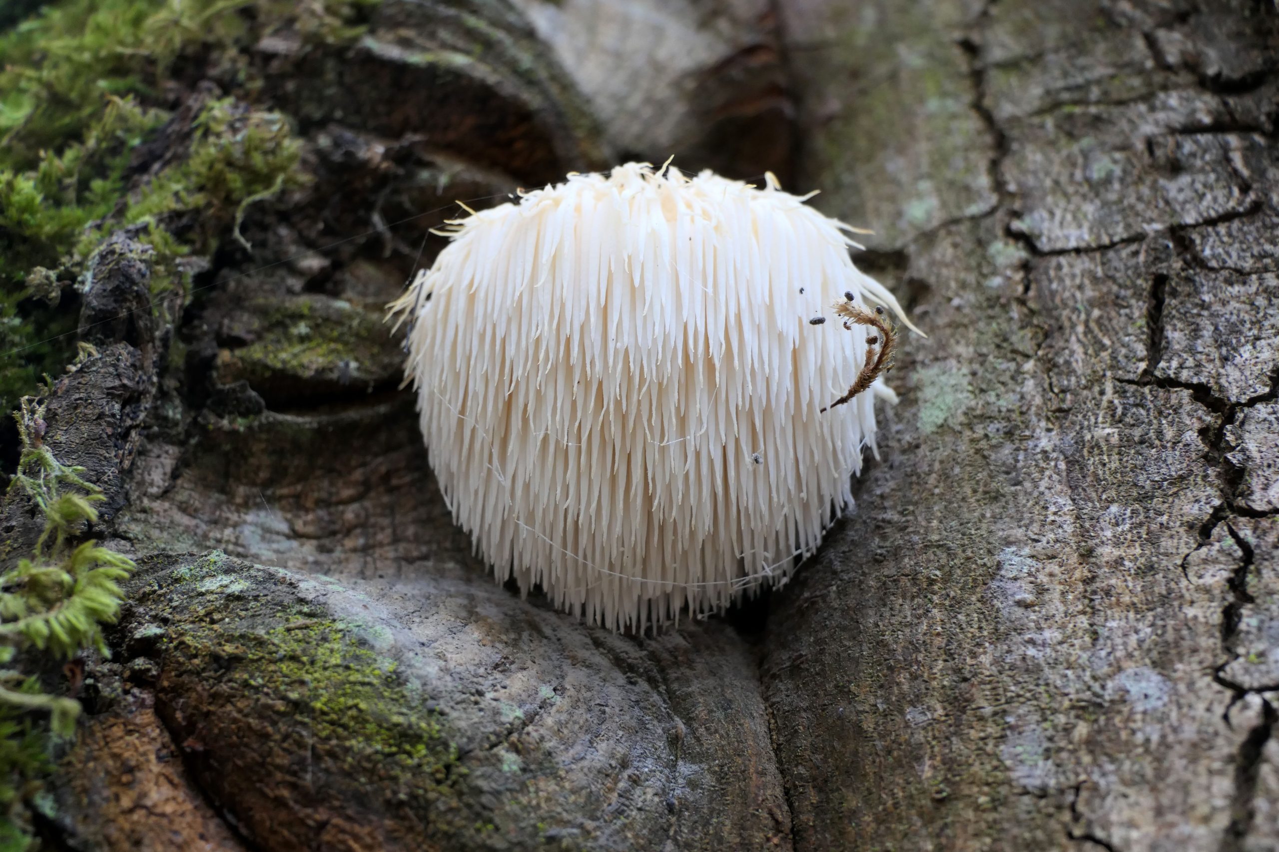 Selten und geschützt, Lion's Mane Pilgus in einem Naturschutzgebiet in Canterbury, England, zu finden