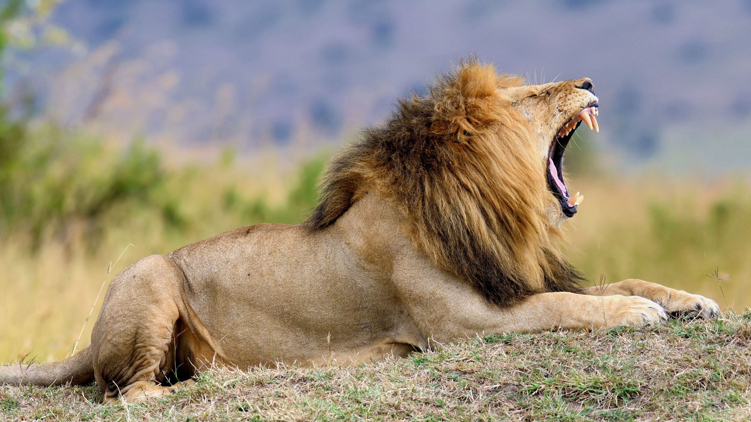 Junge Rettung, nachdem er 5 Tage im Simbabwe Game Park voller Löwen überlebt hatte