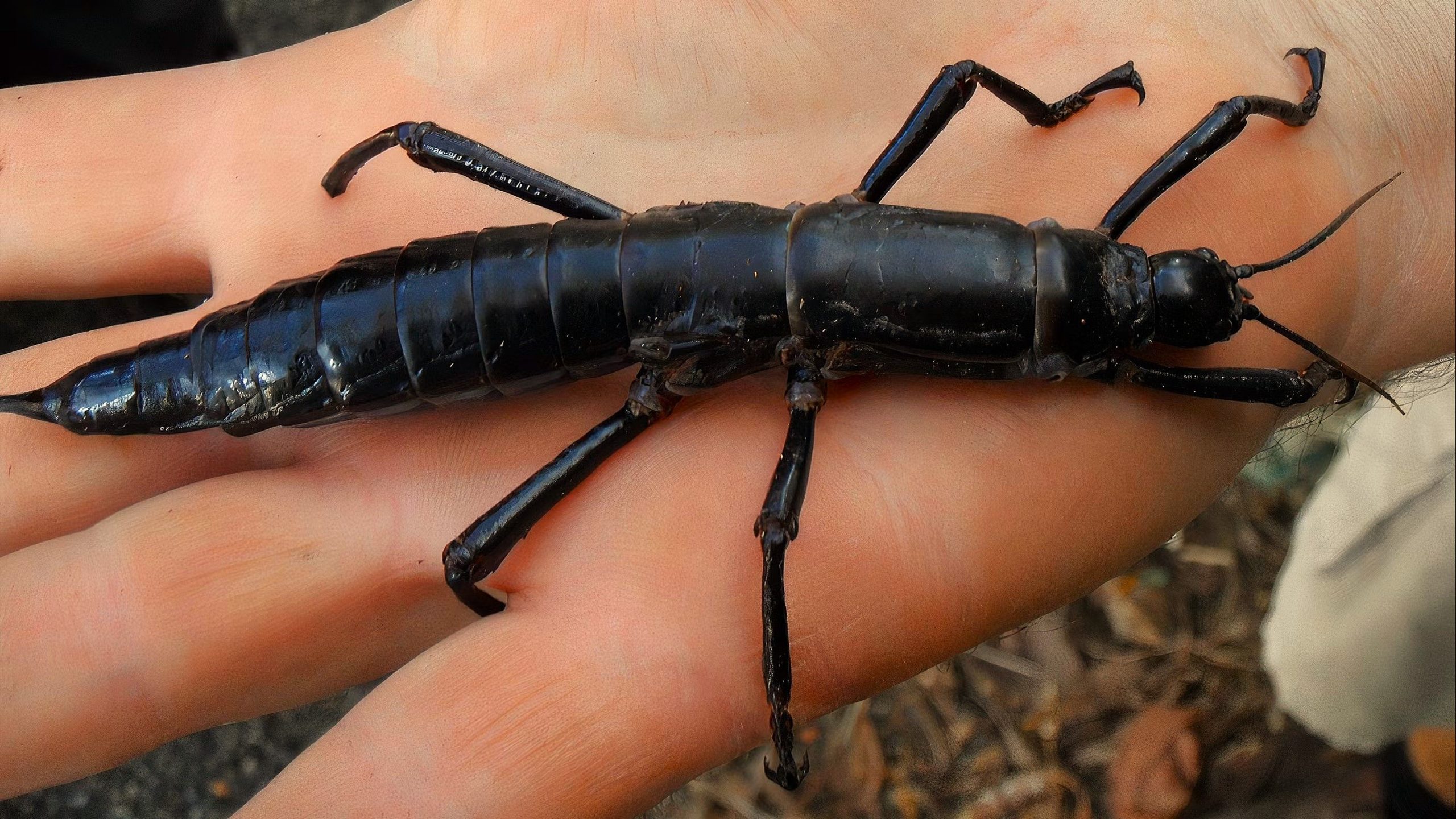 Das seltenste Insekt der Welt ist zurück, nachdem ein Schiffswrack seine Existenz bedroht hat