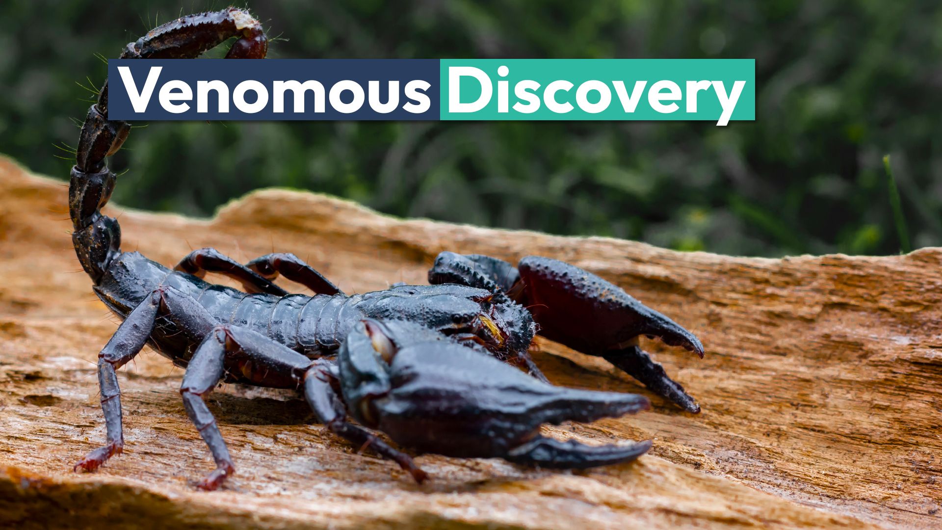 Neue seltene Kreaturen für Giftsprüche ist die erste ihrer Art, die mit dieser Supermacht zu finden ist