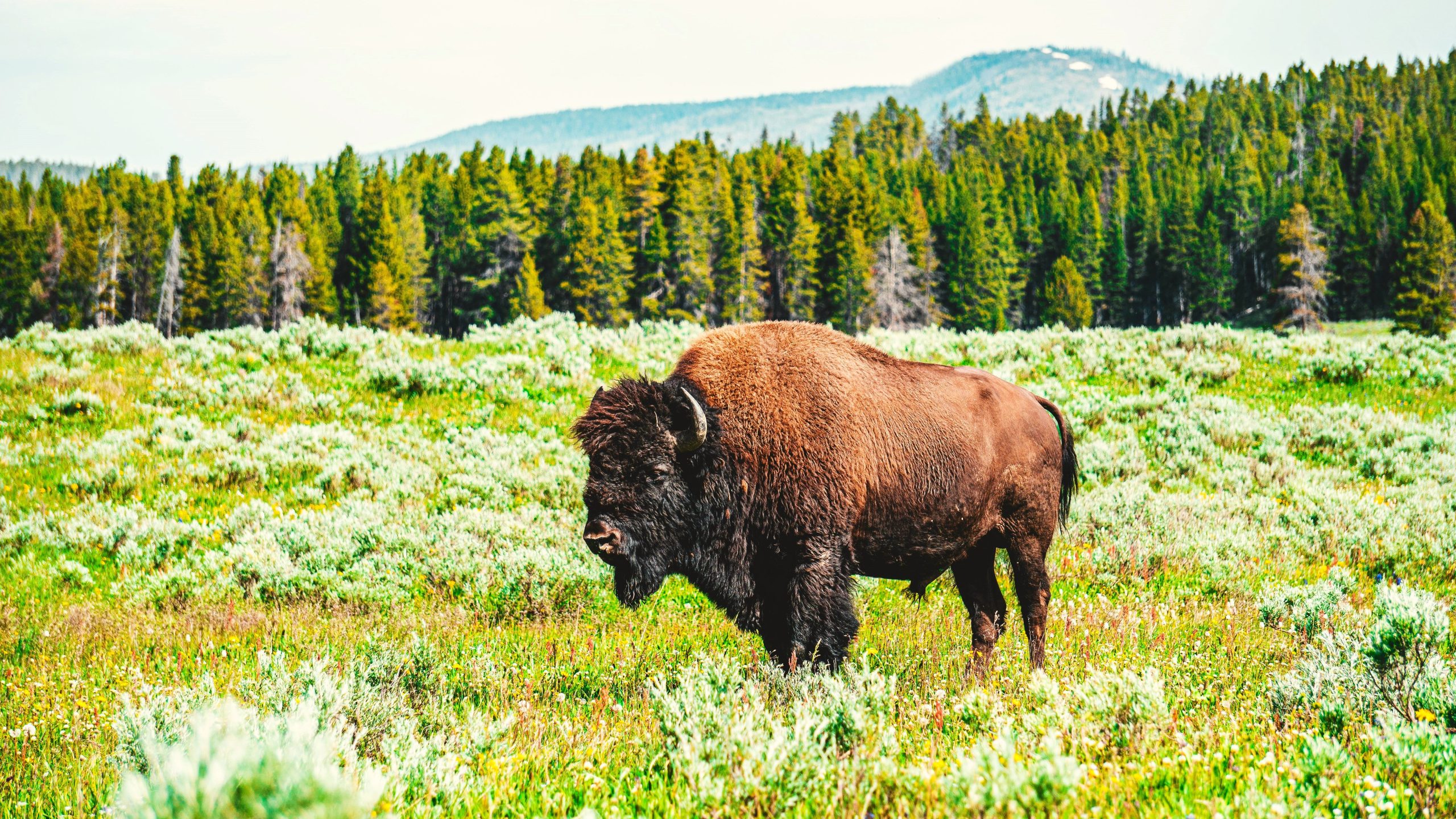 Überspringen Sie Yellowstone: Siehe Bison in diesem unterschätzten Florida State Park stattdessen
