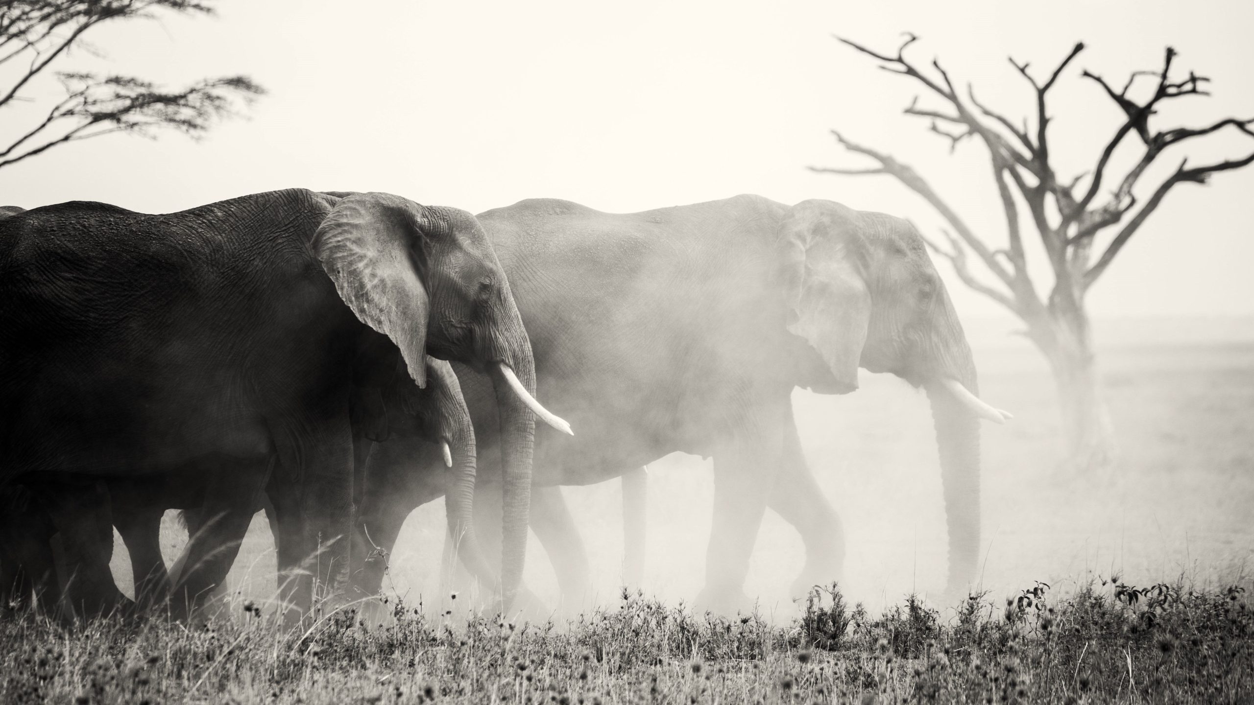 Warum über 20 Arten jeden Tag ausgestorben sind