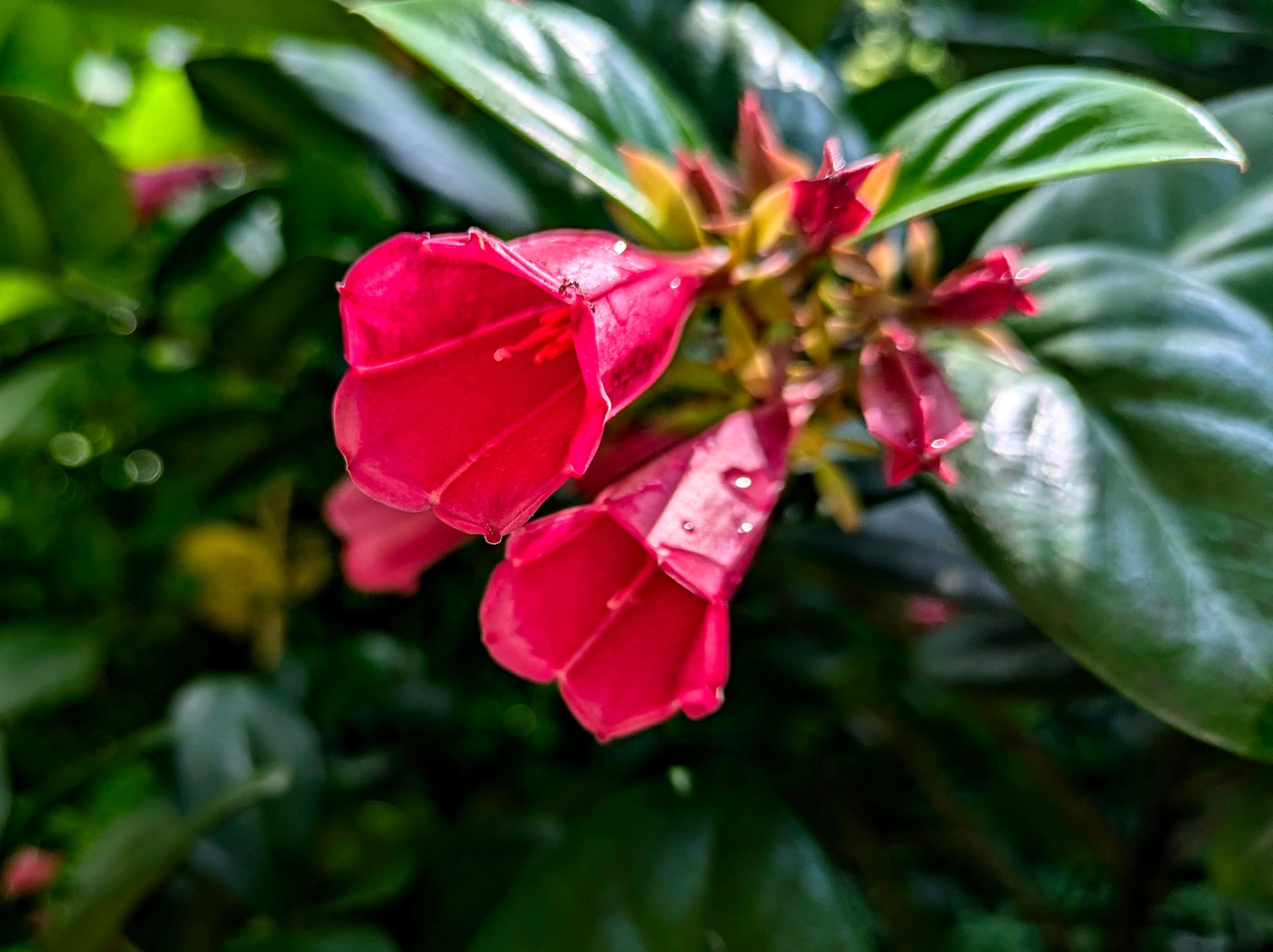 Unkraut im Urlaub ziehen: Achtsamen Tourismus in Hawai'i