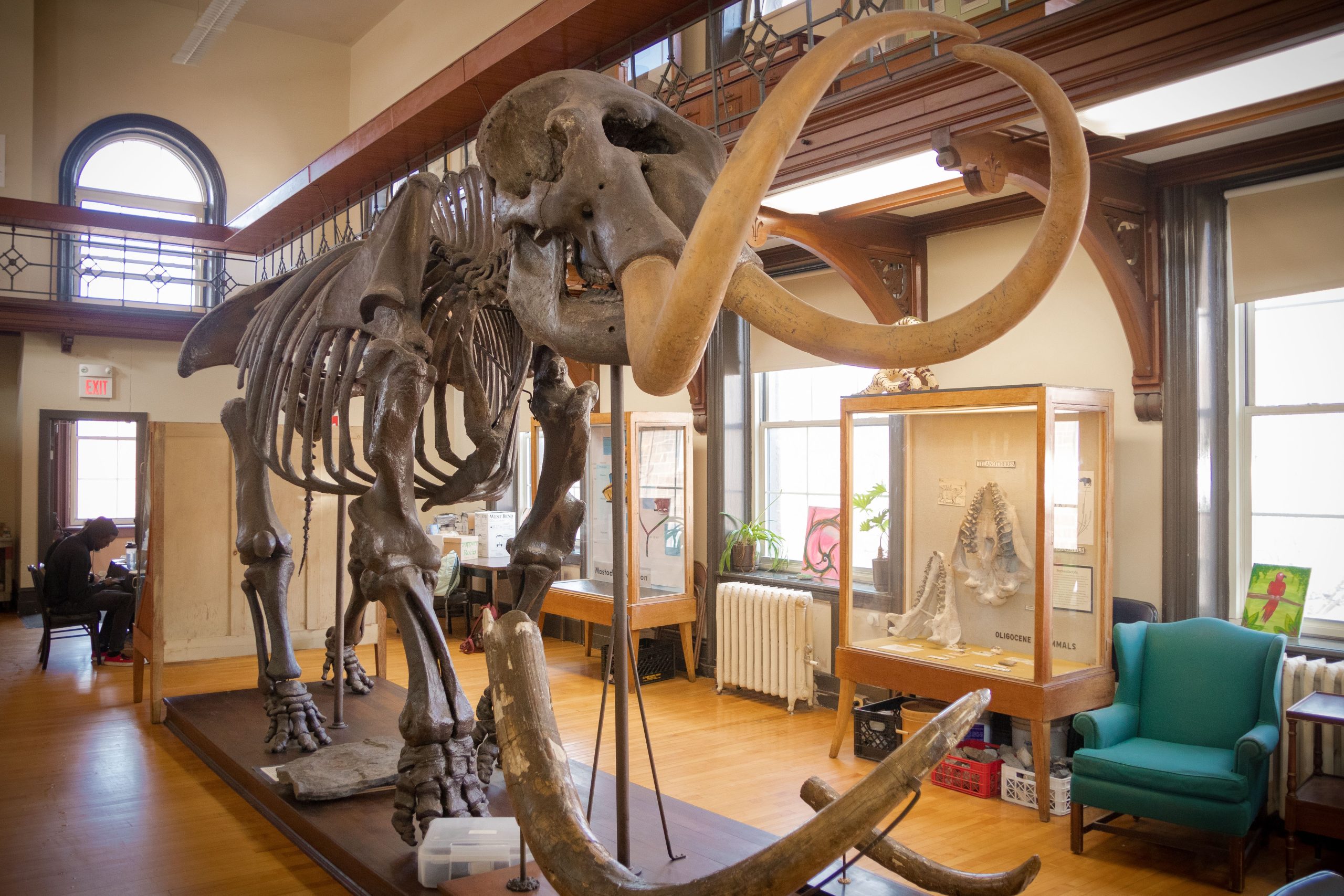 Der grüne Daumen des New Yorker liefert eine unglaubliche Entdeckung des prähistorischen Mastodon 