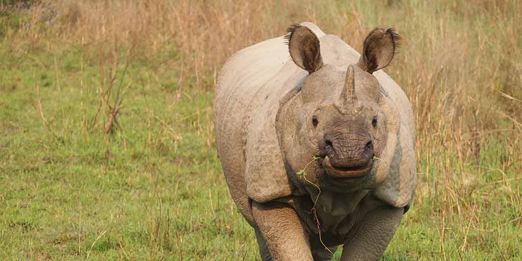 Nepal Safaris: Die 5 besten Orte, um Wildtiere zu sehen