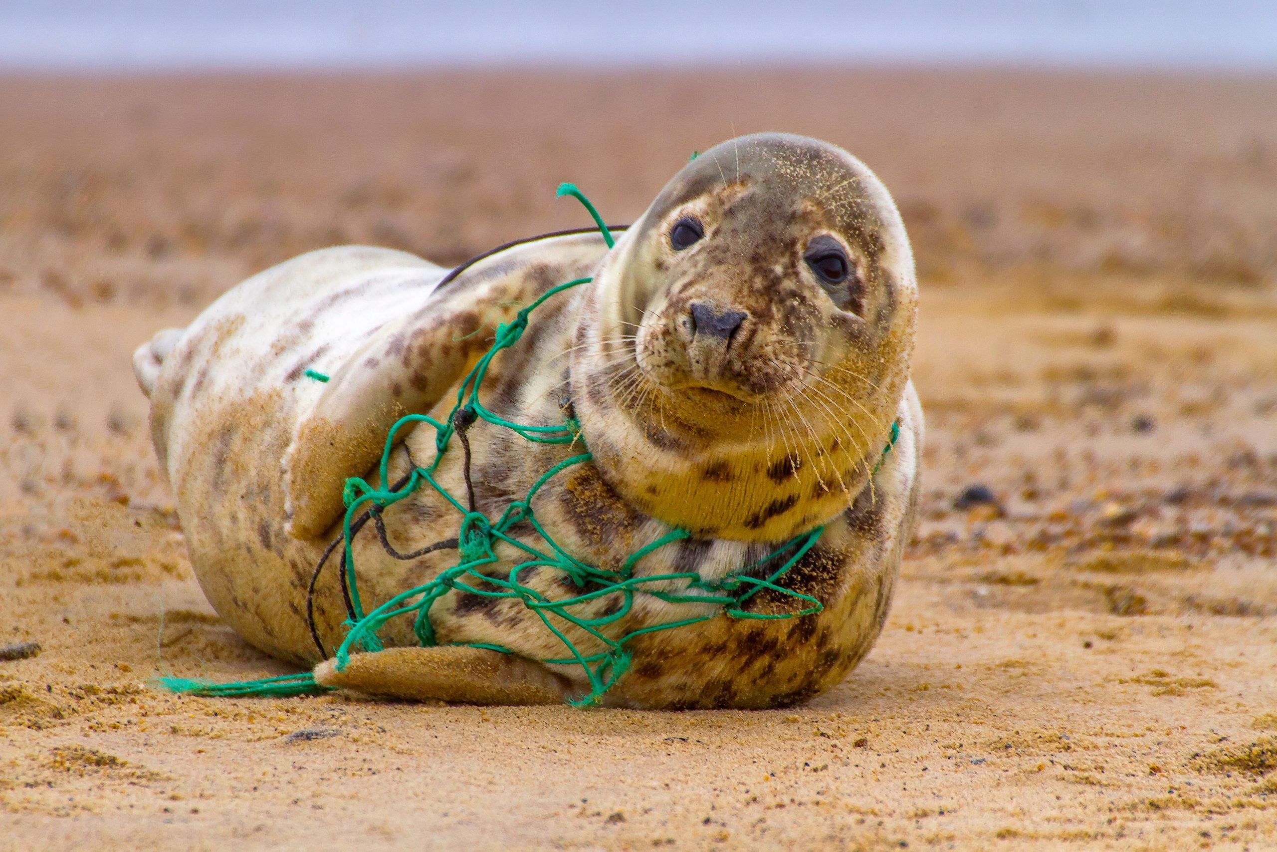 Eine Notfallmission für Wildtiere ereignete sich, als ein Team ein Tier auf dem Wasser entdeckte
