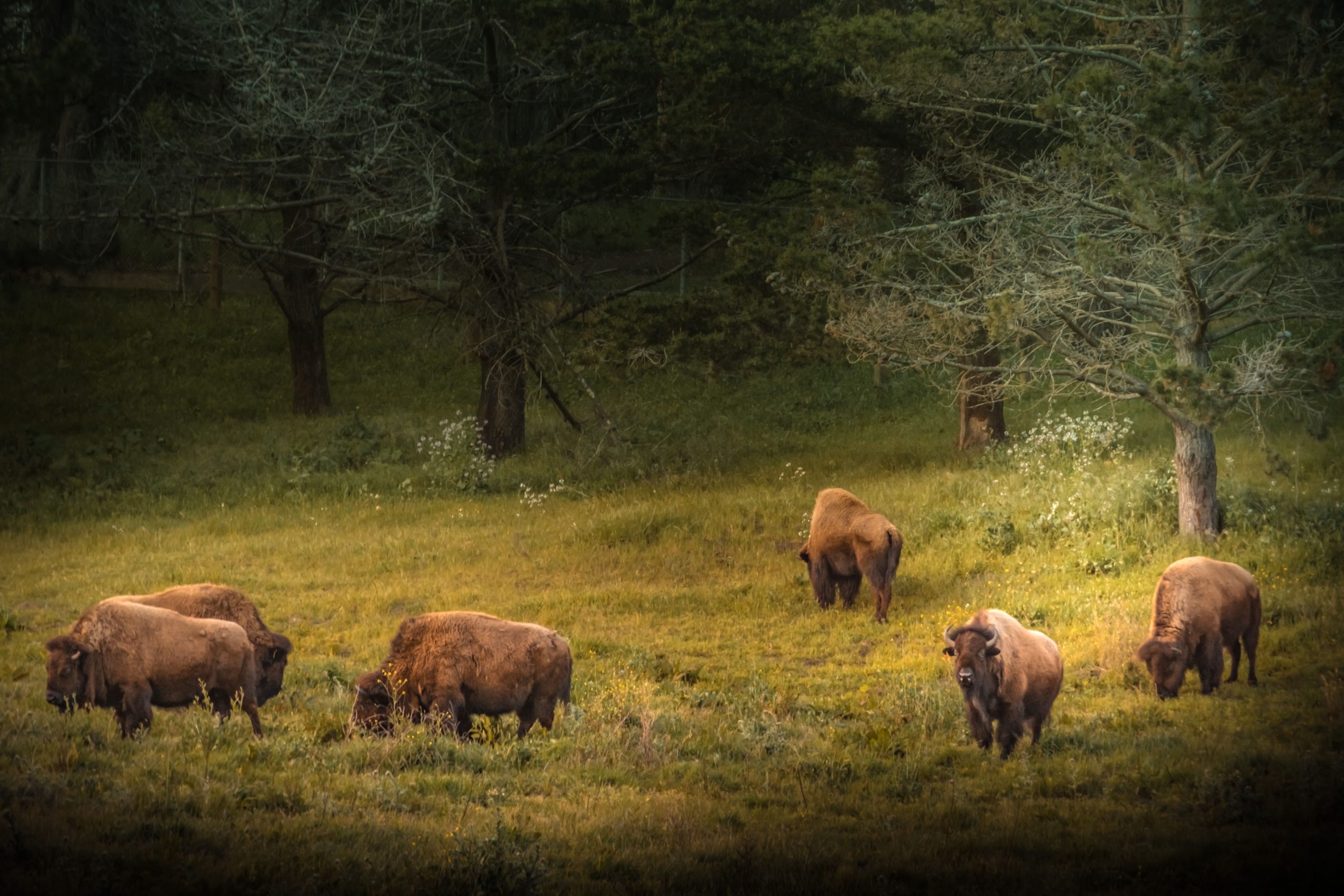 Skip Yellowstone: Diese überraschende US 