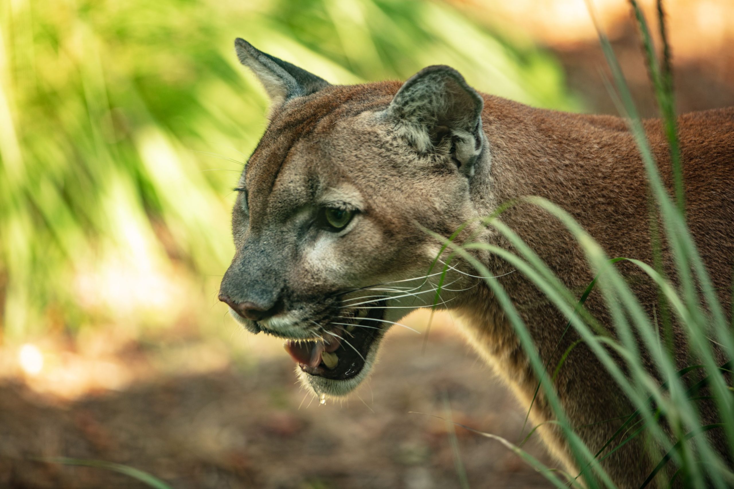 Riese Florida Panther ist der schwerste, der jemals von Wildtierbeamten gefangen genommen wurde