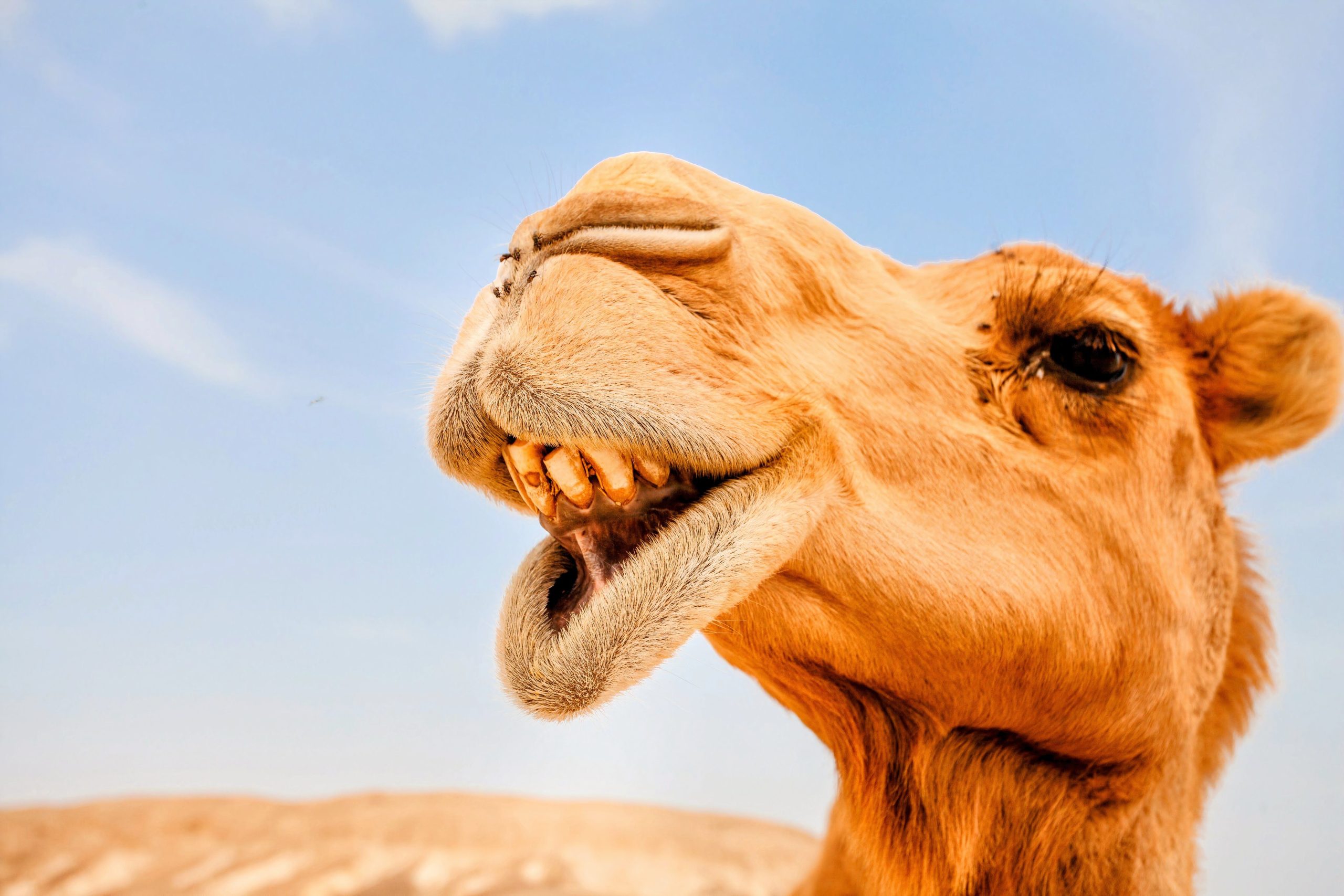 Eine Herde wilder Kamele durchstreift dieses unerwartete Land