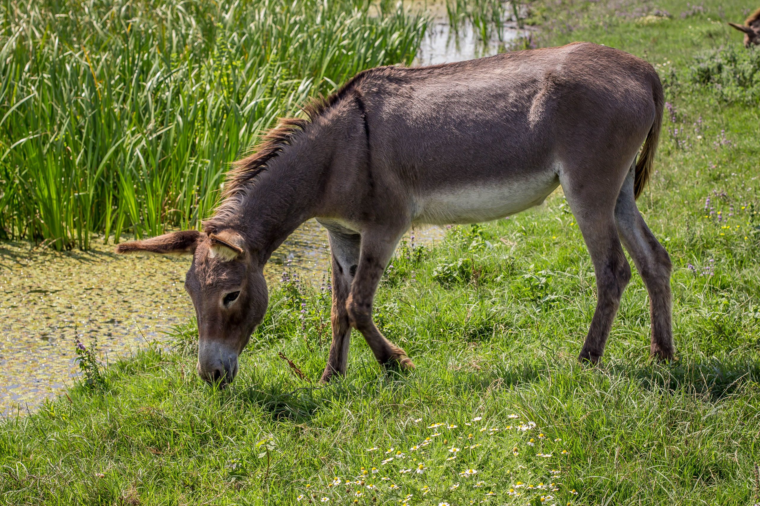 Esel machen den teuersten Käse der Welt 