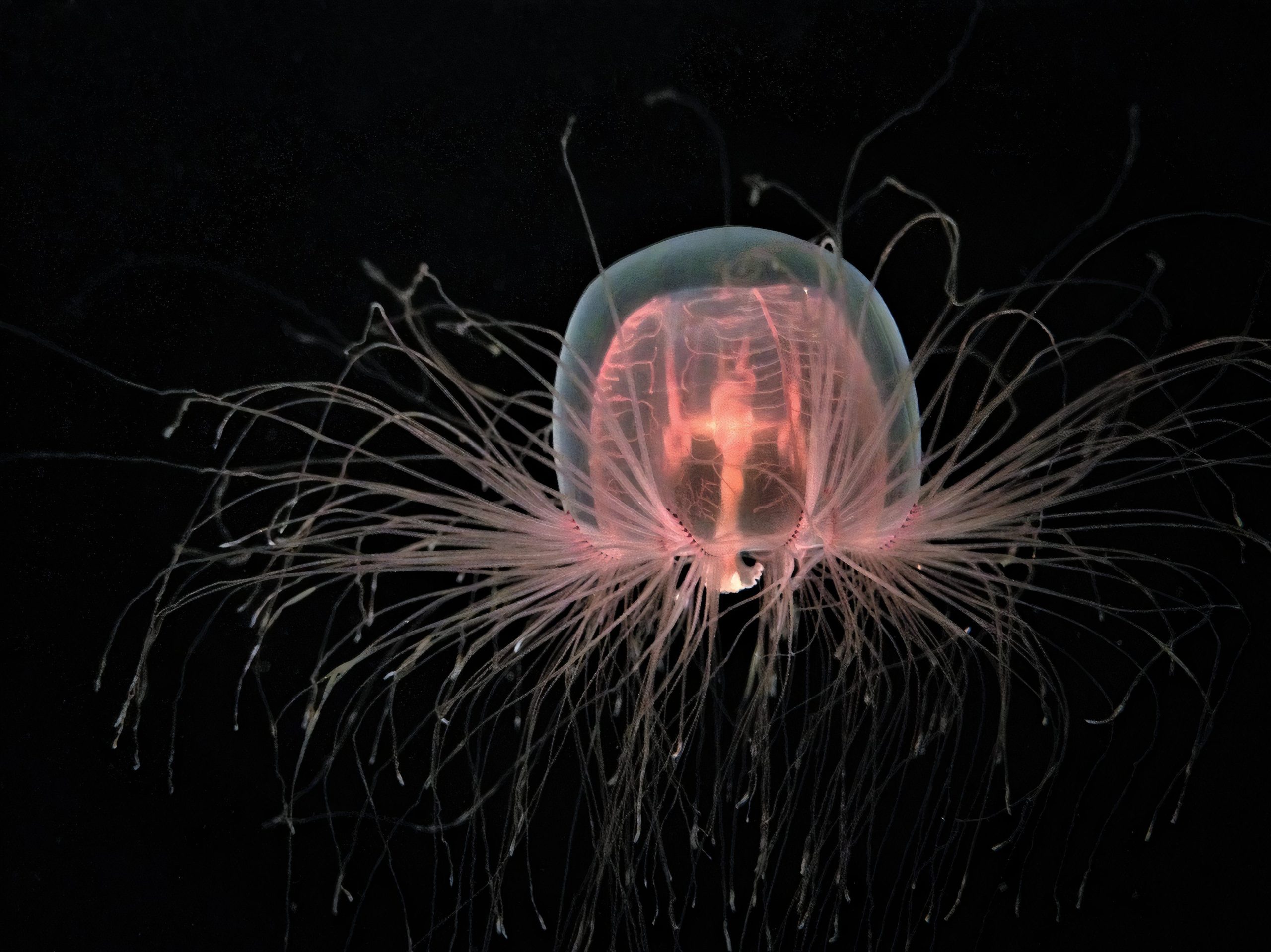 10 längste lebende Tiere auf Erden