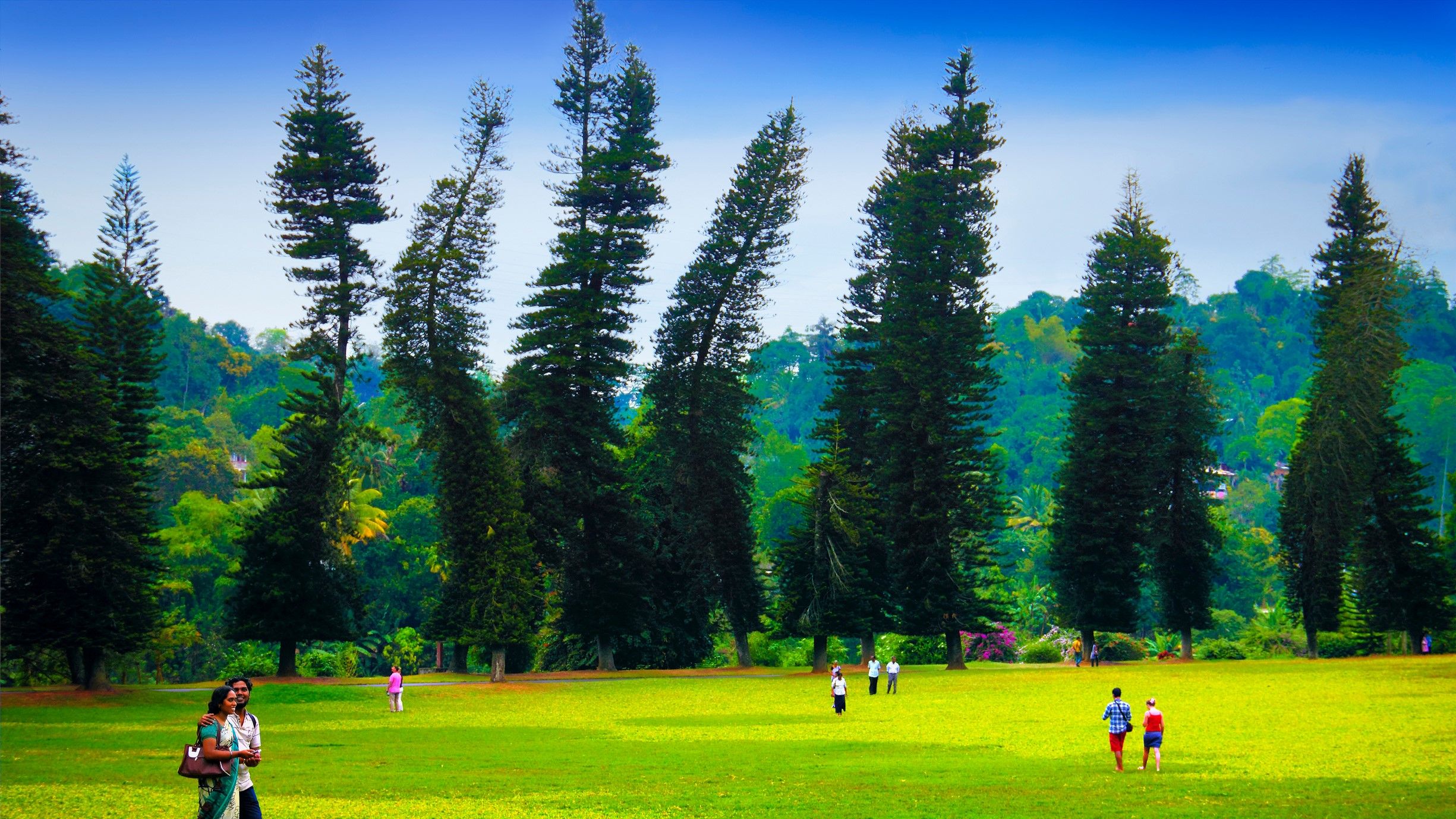 Die seltsamsten Bäume der Welt neigen immer in die gleiche Richtung (und Wissenschaftler entdeckten, worauf sie hinweisen)