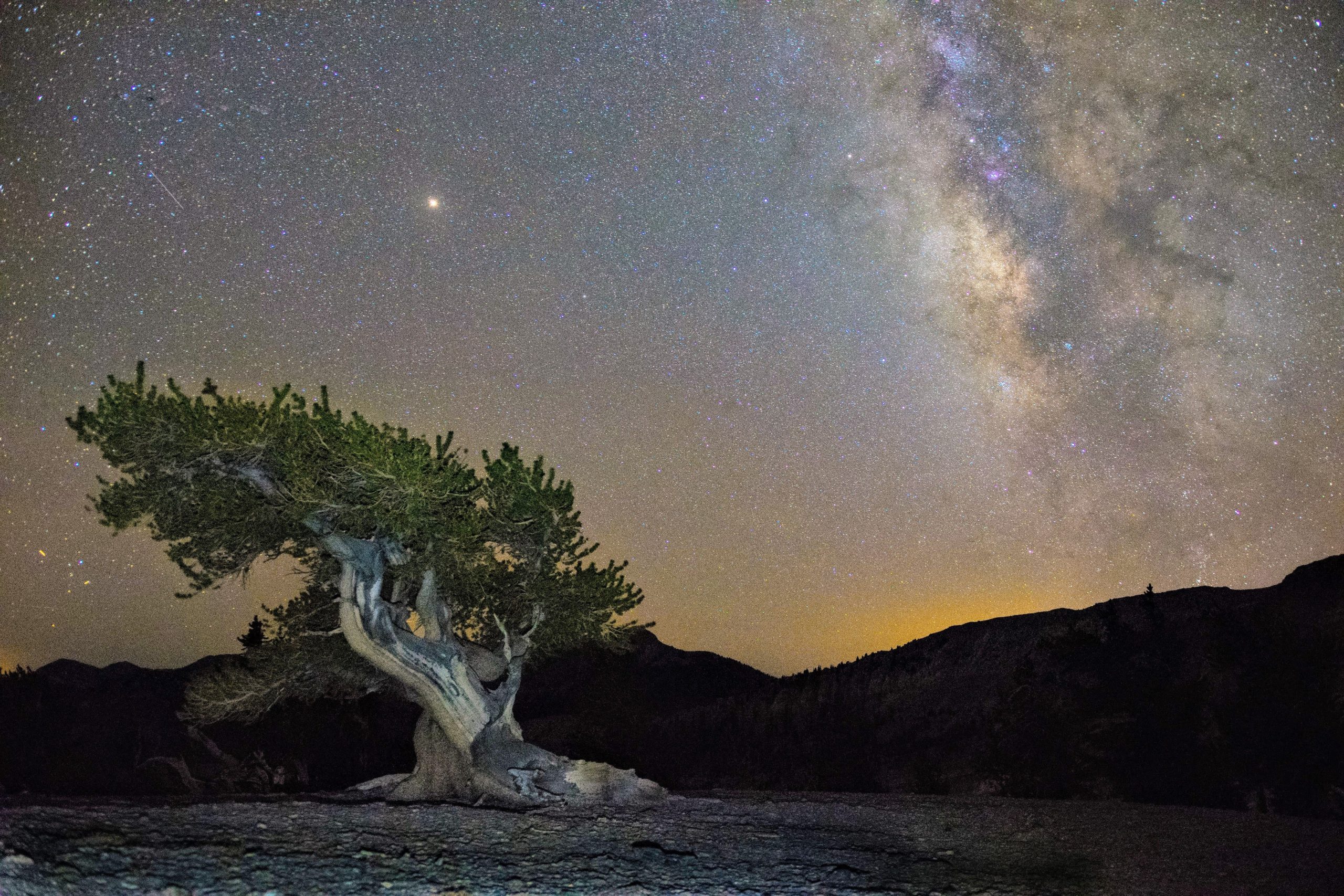 Überspringen Sie die Sequoias und Redwoods von Kalifornien: Dieser Nationalpark in einem anderen Bundesstaat hat auch die ältesten Bäume Amerikas