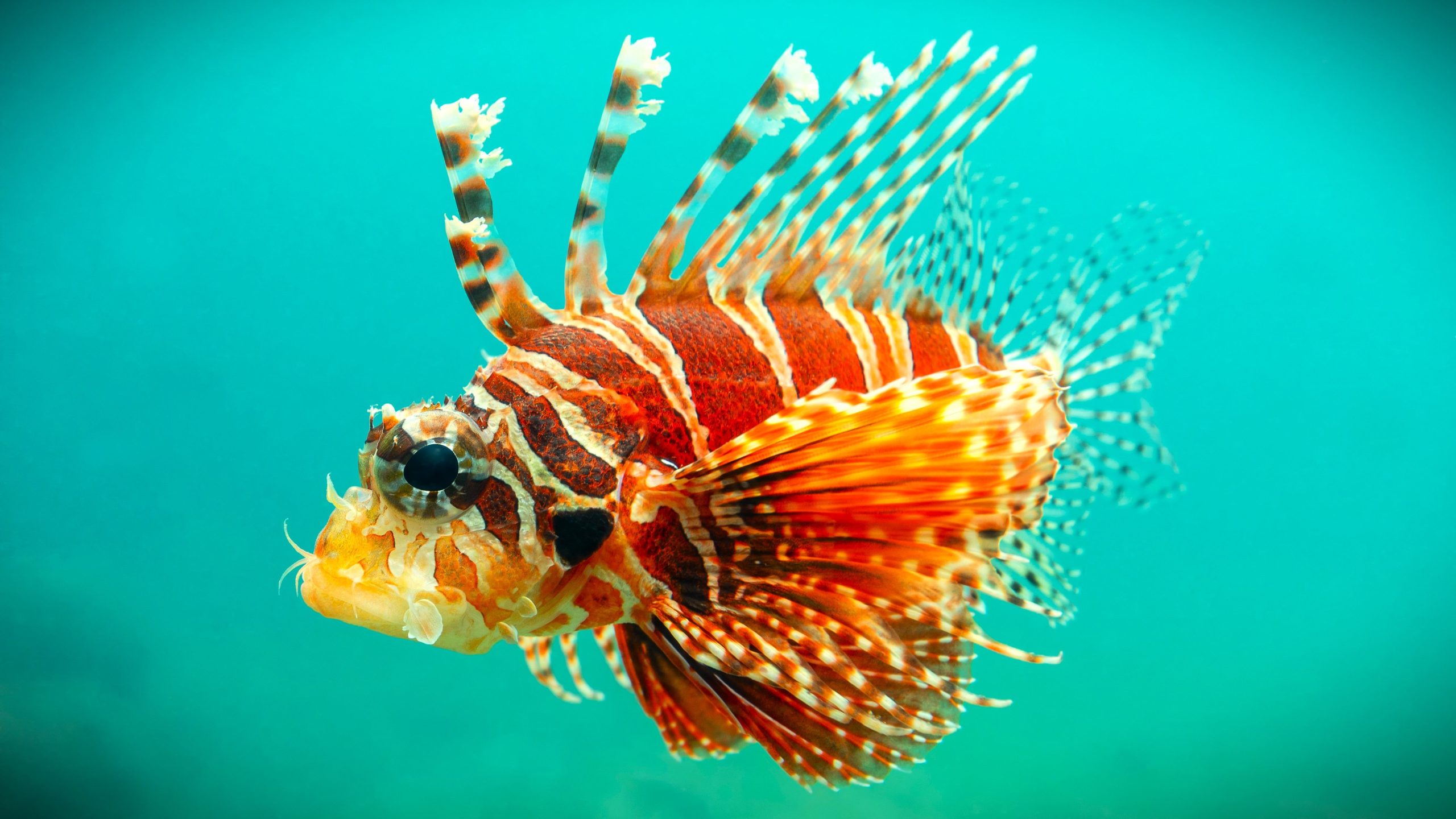 Nicht nur Haie: 10 gefährlichste Kreaturen vor Amerikas Stränden gefunden