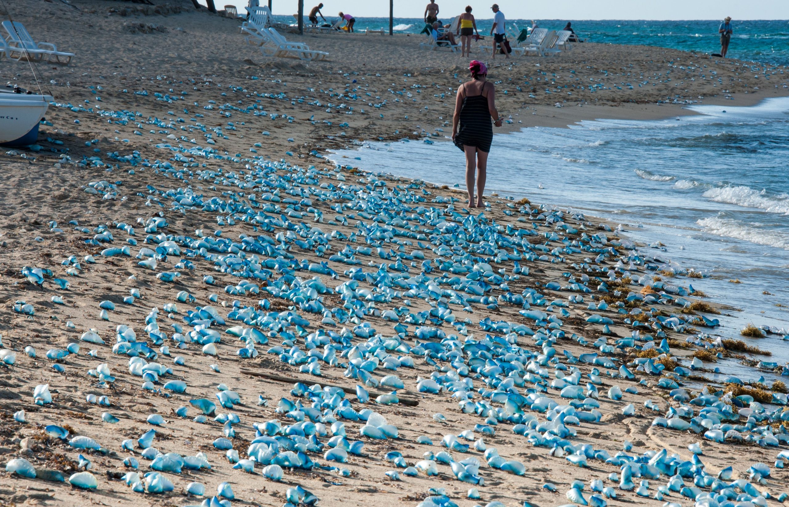 Die Beamten von Quintana Roo geben Warnungen vor dem portugiesischen Mann O'War in Riviera Maya Waters aus