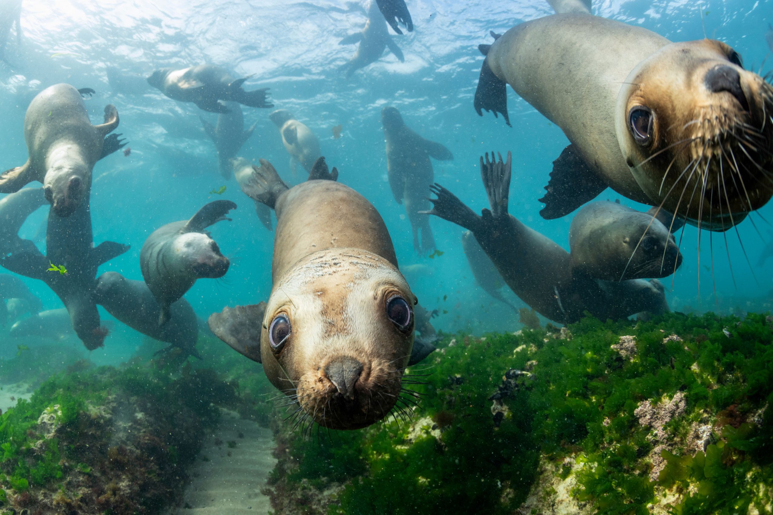 Amerikas größte Seehöhle ist ein geheimer Ort für den Scoping Sea Lions