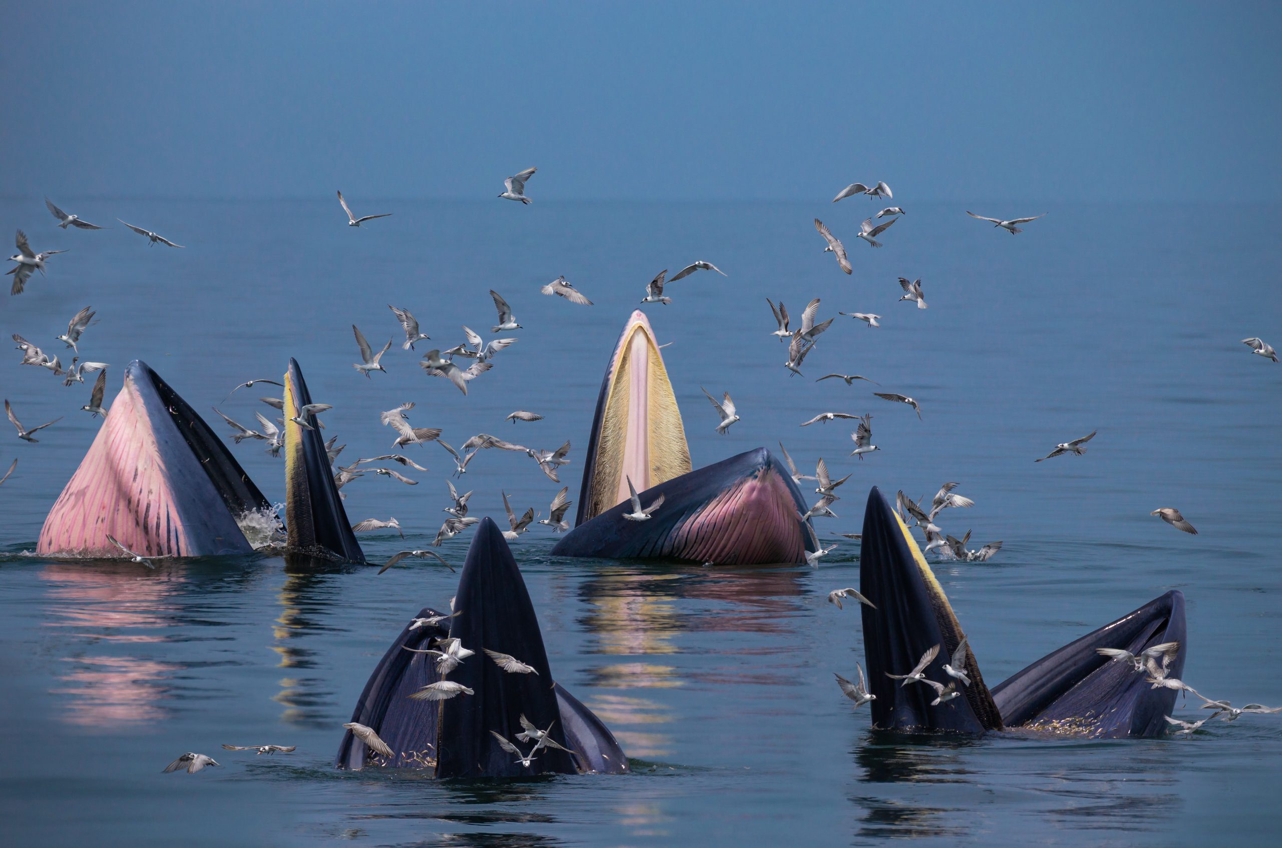 KI hilft Wissenschaftlern, Wale zu verfolgen, die einen einzigartigen Klang machen