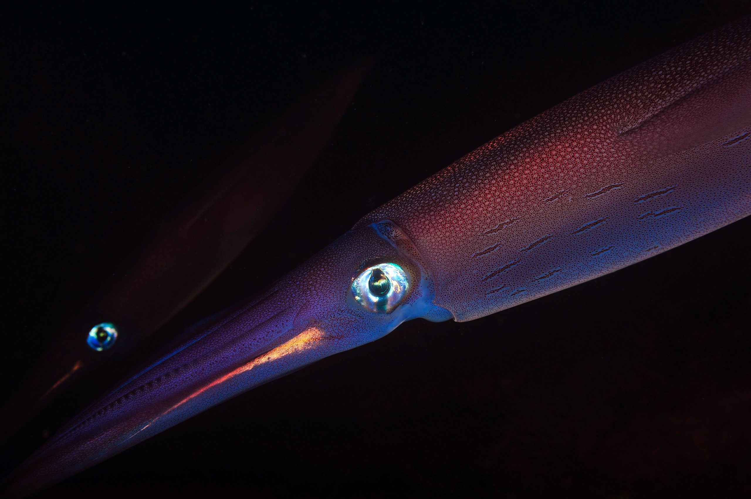 Ein riesiges Seemonster wurde gerade mit etwas Unglaublichem in der Tiefe gedreht