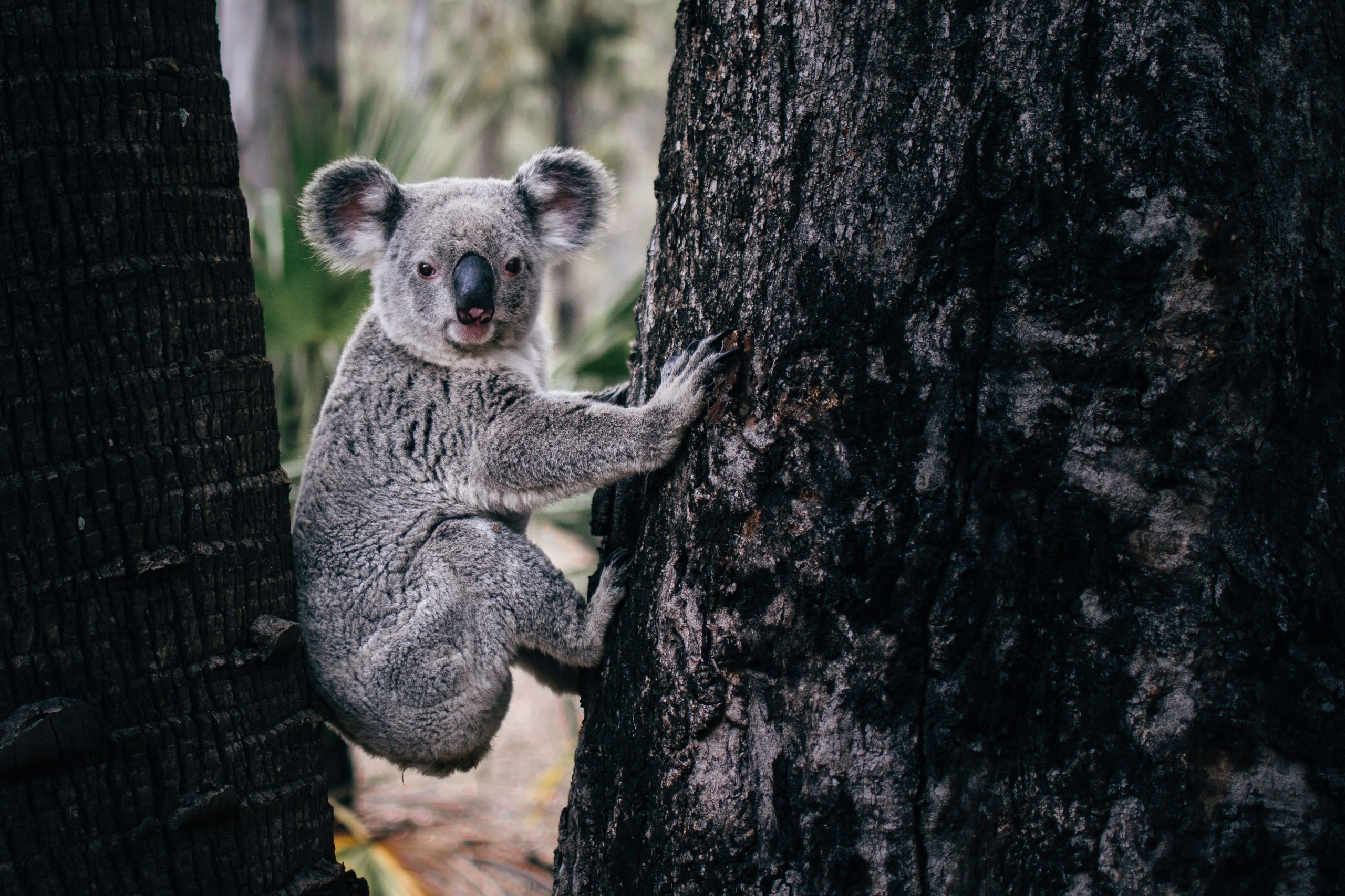 Aktivisten fordern Antworten, als Hunderte von Koalas in Australien erschossen und getötet wurden