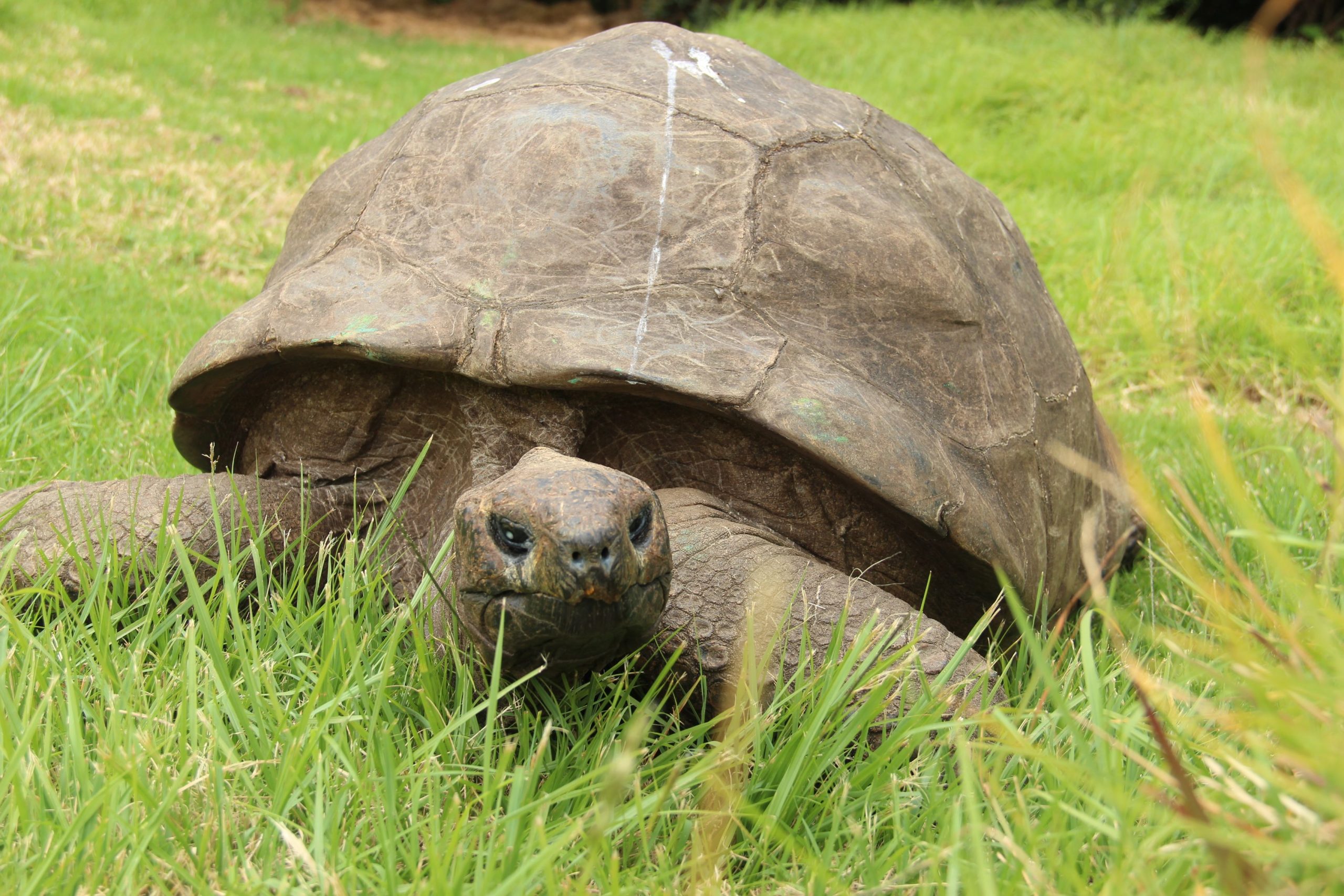 Jonathan, die älteste Schildkröte der Welt, ist fast 200 Jahre alt 
