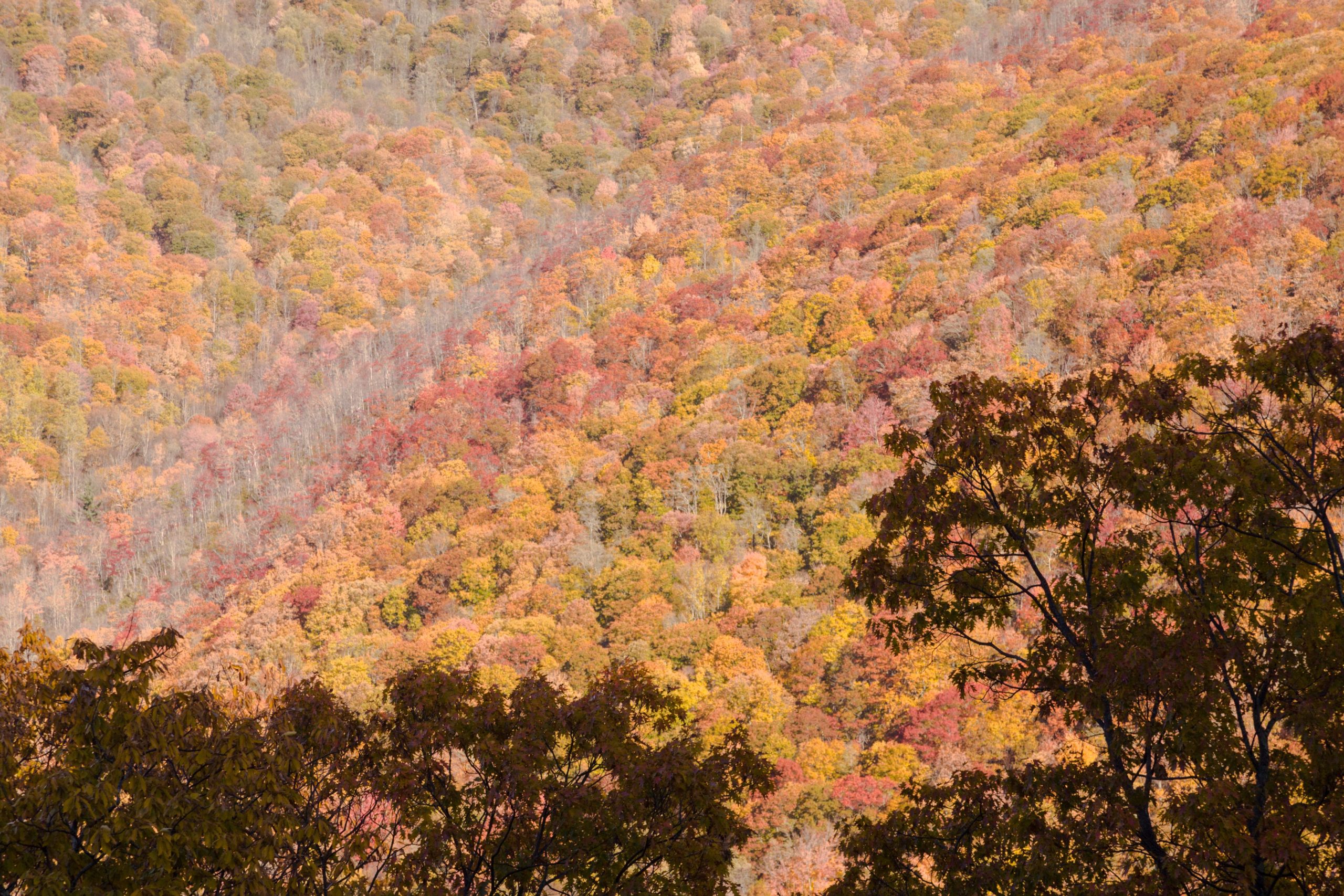 Diese unterschätzte Bergstadt in North Carolina hat einen einfachen Zugang zu den besten Herbstsicht des Bundesstaates