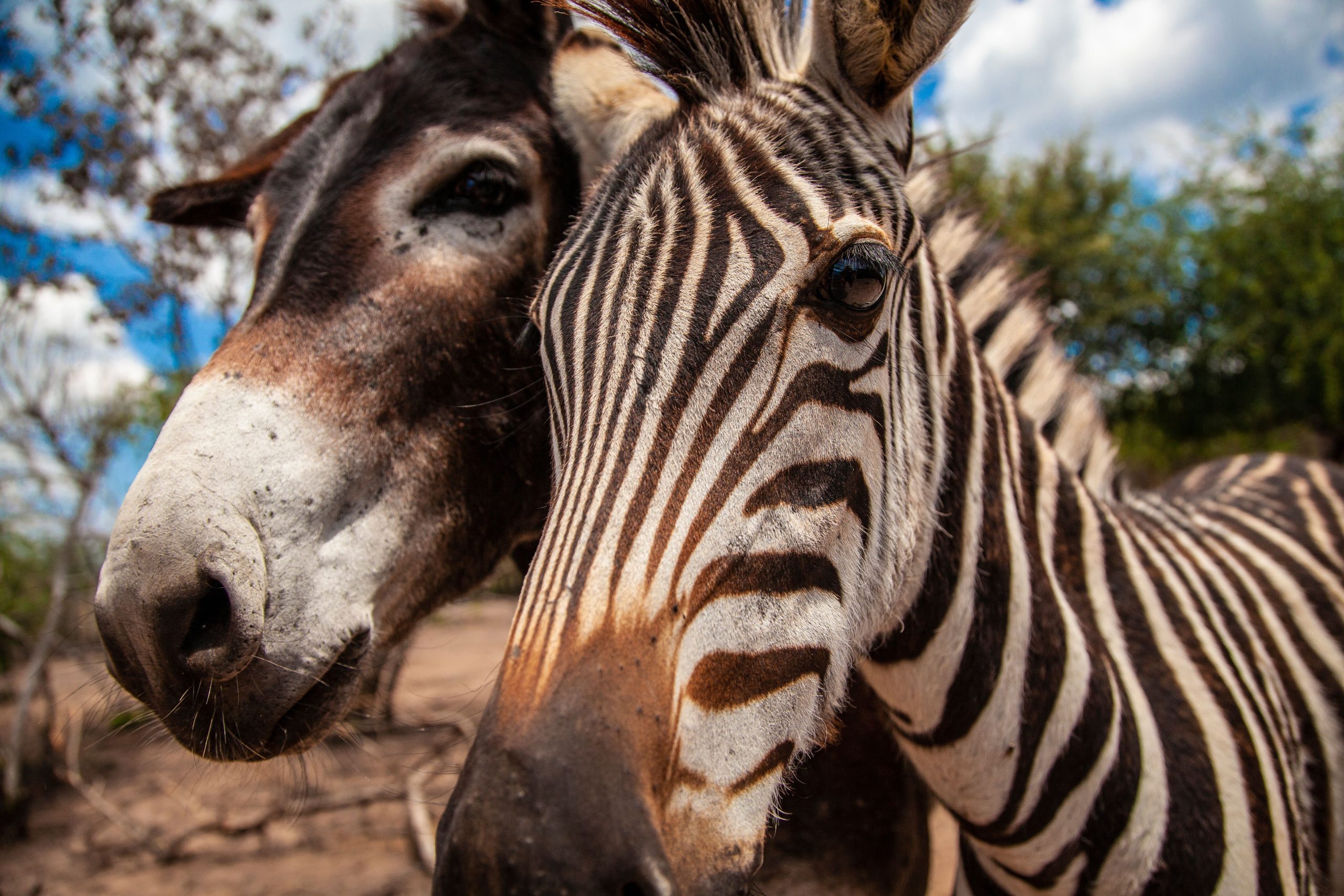 Zoo unter Beschuss inmitten der Anschuldigungen, Esel zu bemalen, als Zebras zu gehen