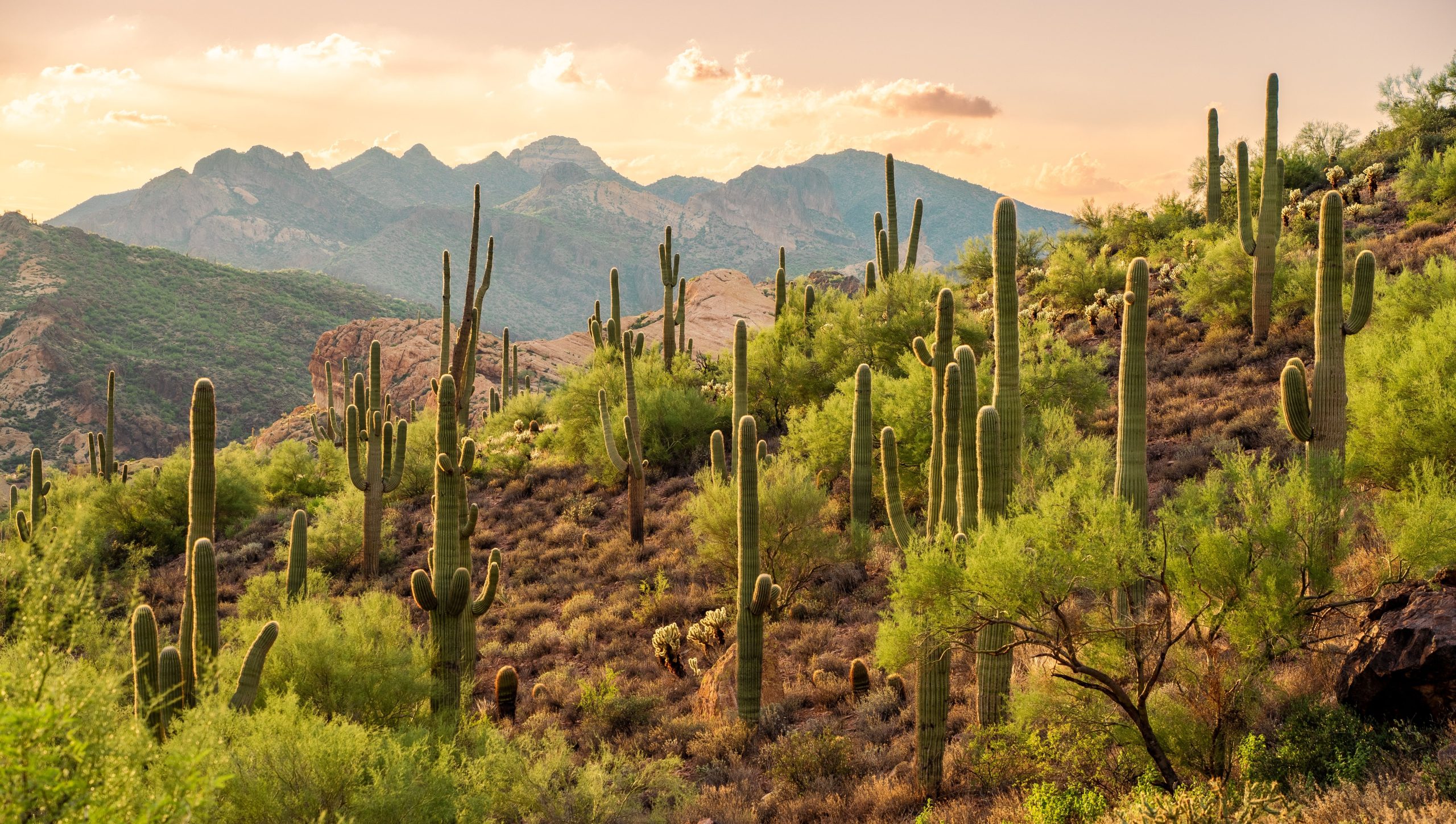 Überspringen Sie den Saguaro 