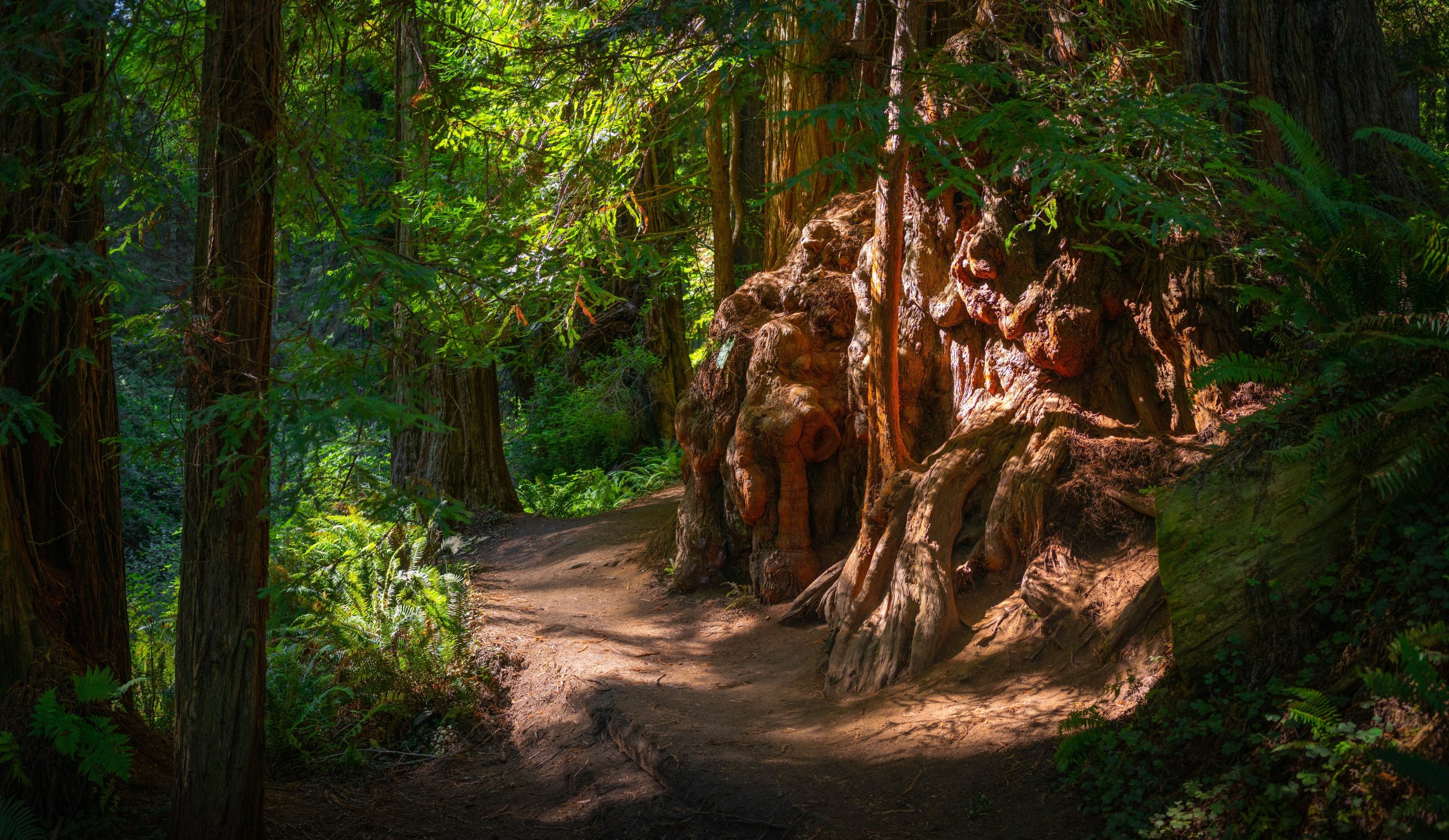 Gehen Sie mit Vorsicht vor, wenn Sie auf diese Kreaturen im Redwood National Park stoßen