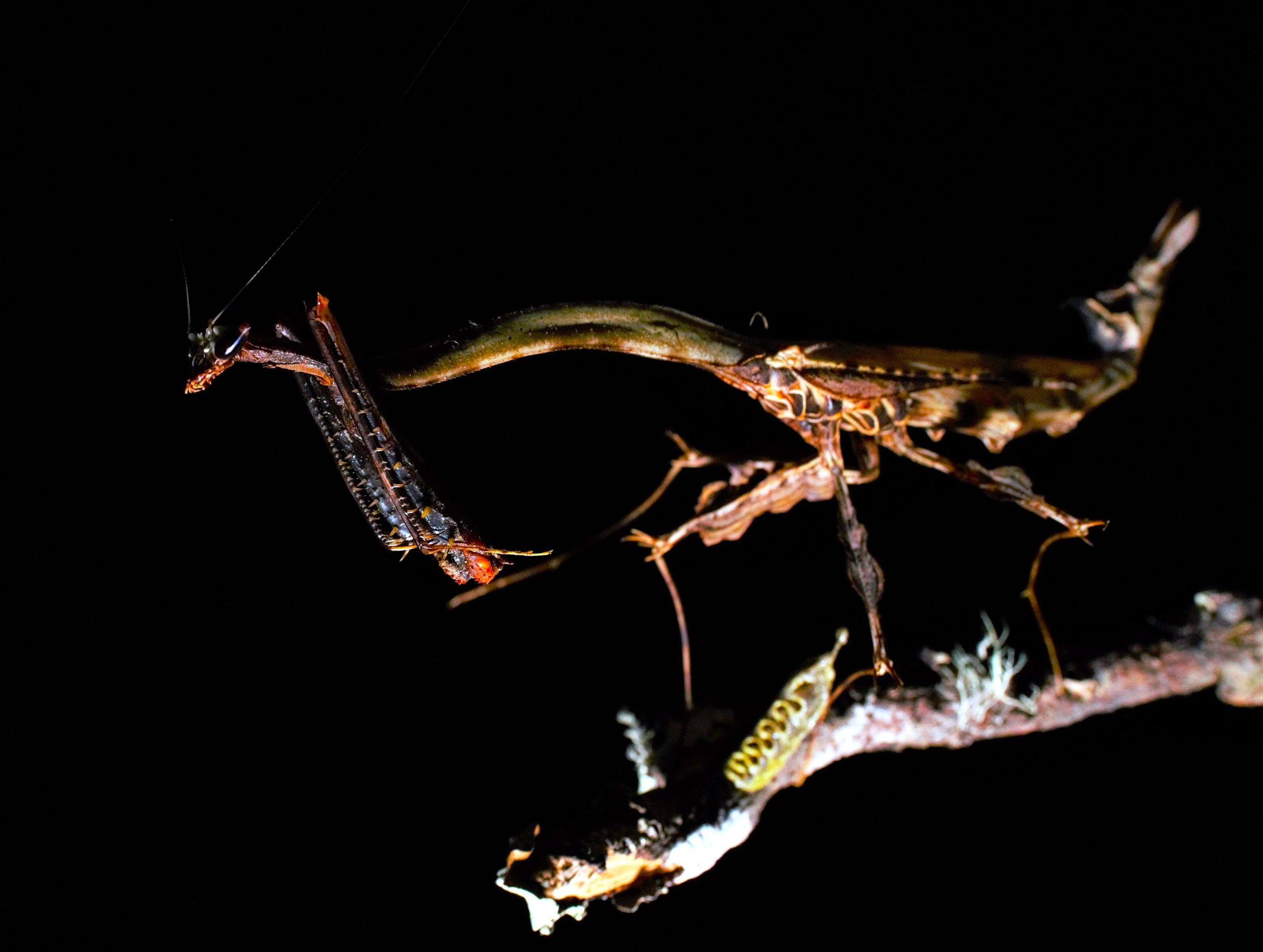 Dieser Mini „Dragon“ ist real, sieht aber wie eine Fantasy 