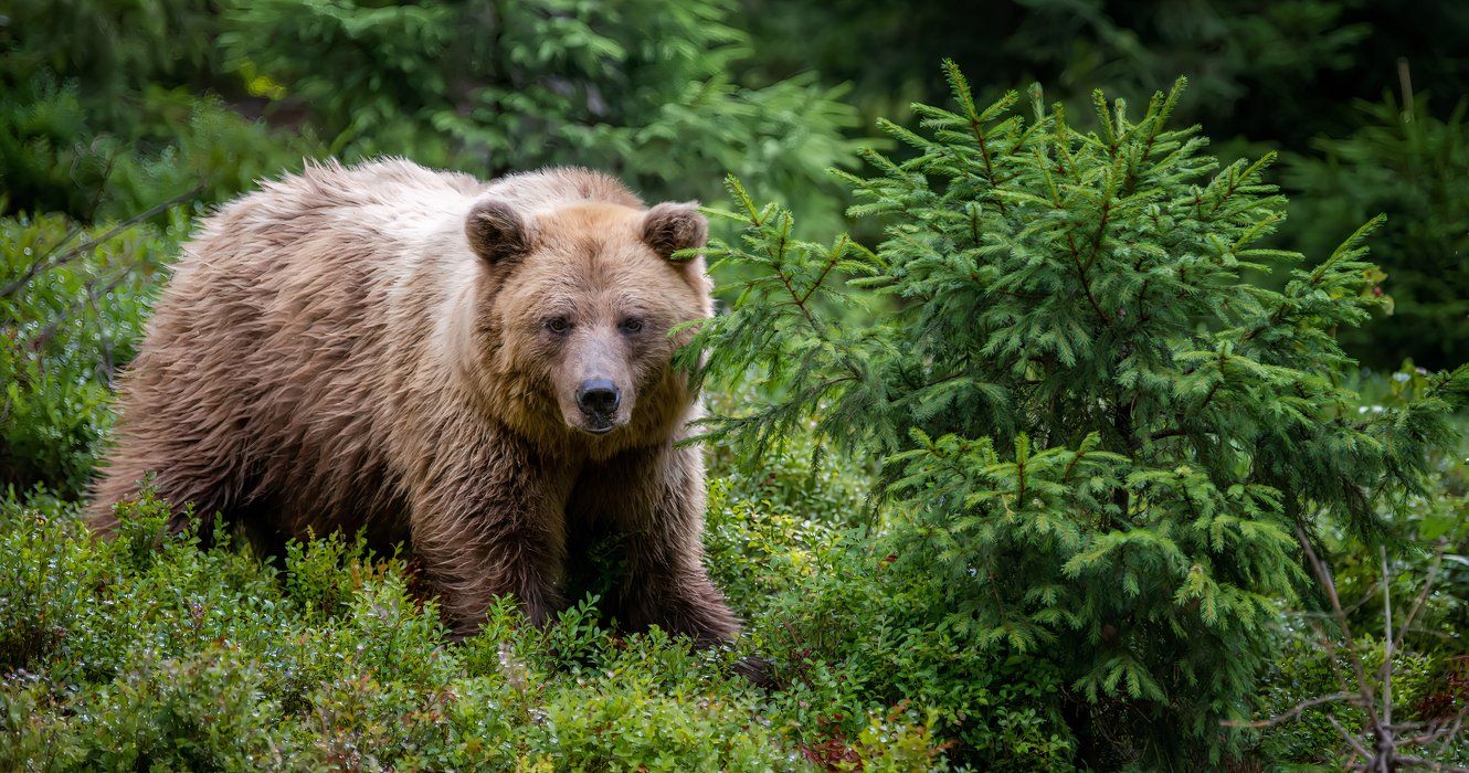 10 Möglichkeiten, nach dem National Park Service ein „Bearrito“ zu sein