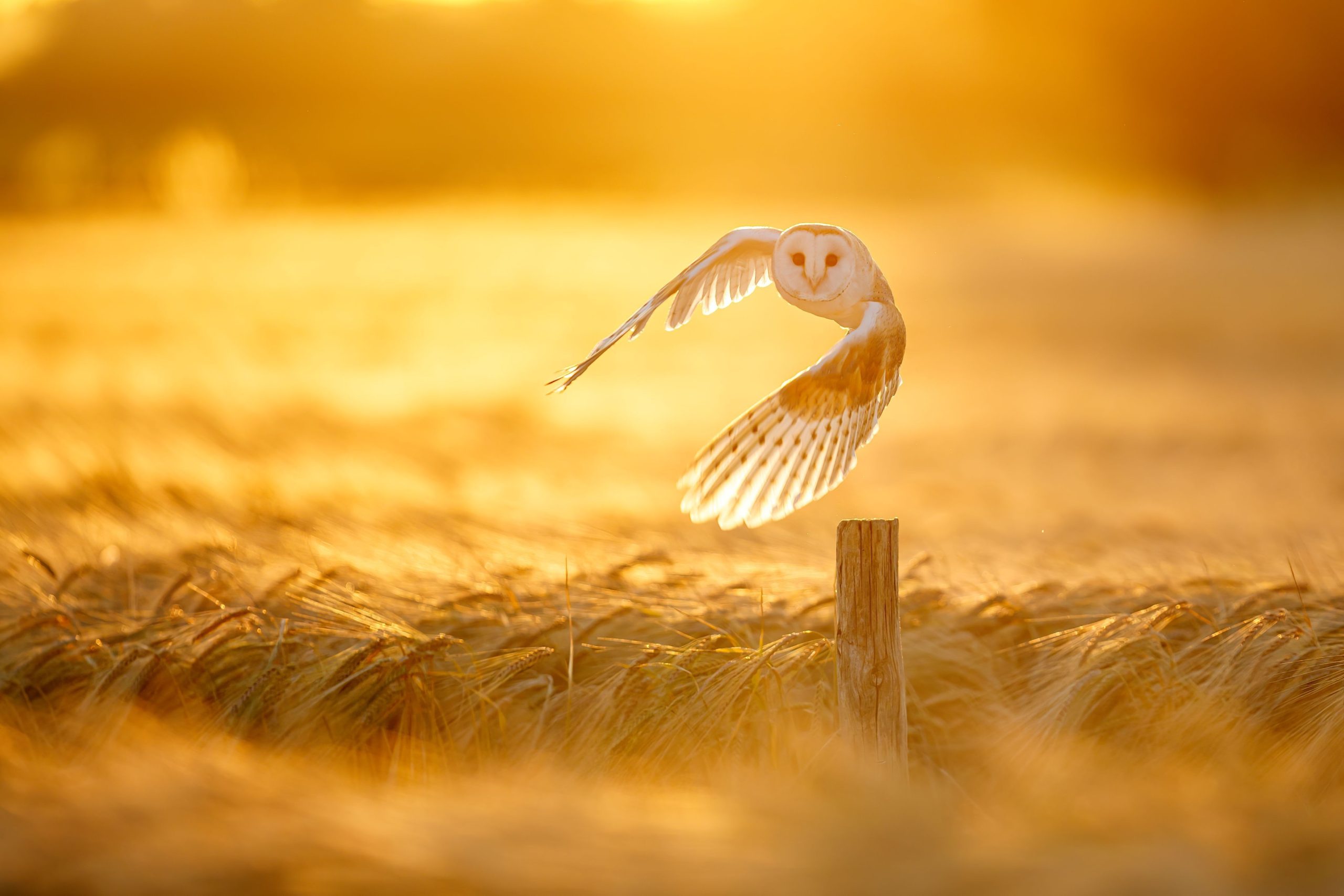 Die 31-jährige Suche nach dem versteckten Schatz „Golden Owl“ Frankreichs ist jetzt vorbei