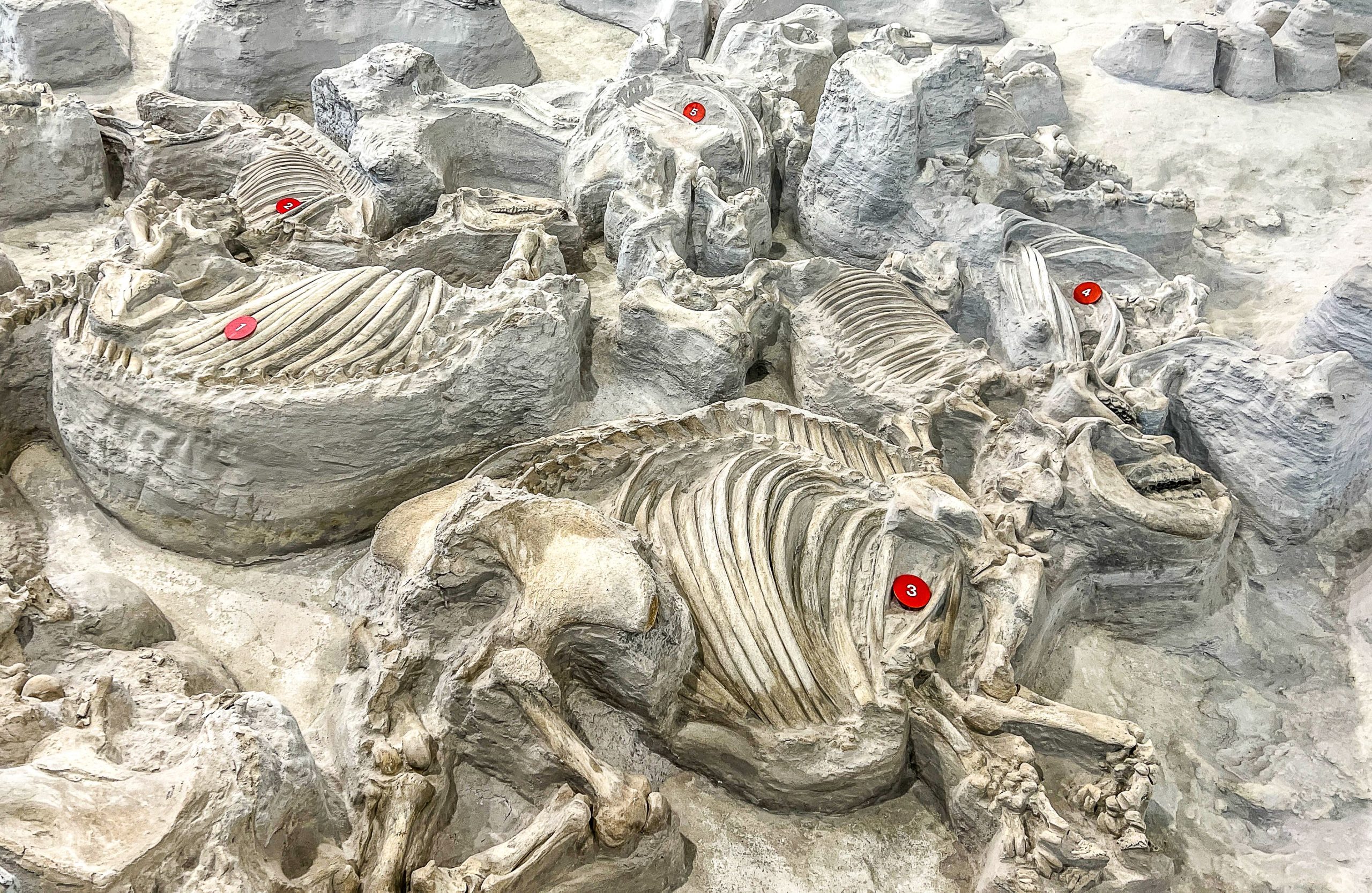 Dieser State Park im Mittleren Westen ist tatsächlich ein 12 Millionen Jahre alter „Pompeji“ für Nashorn