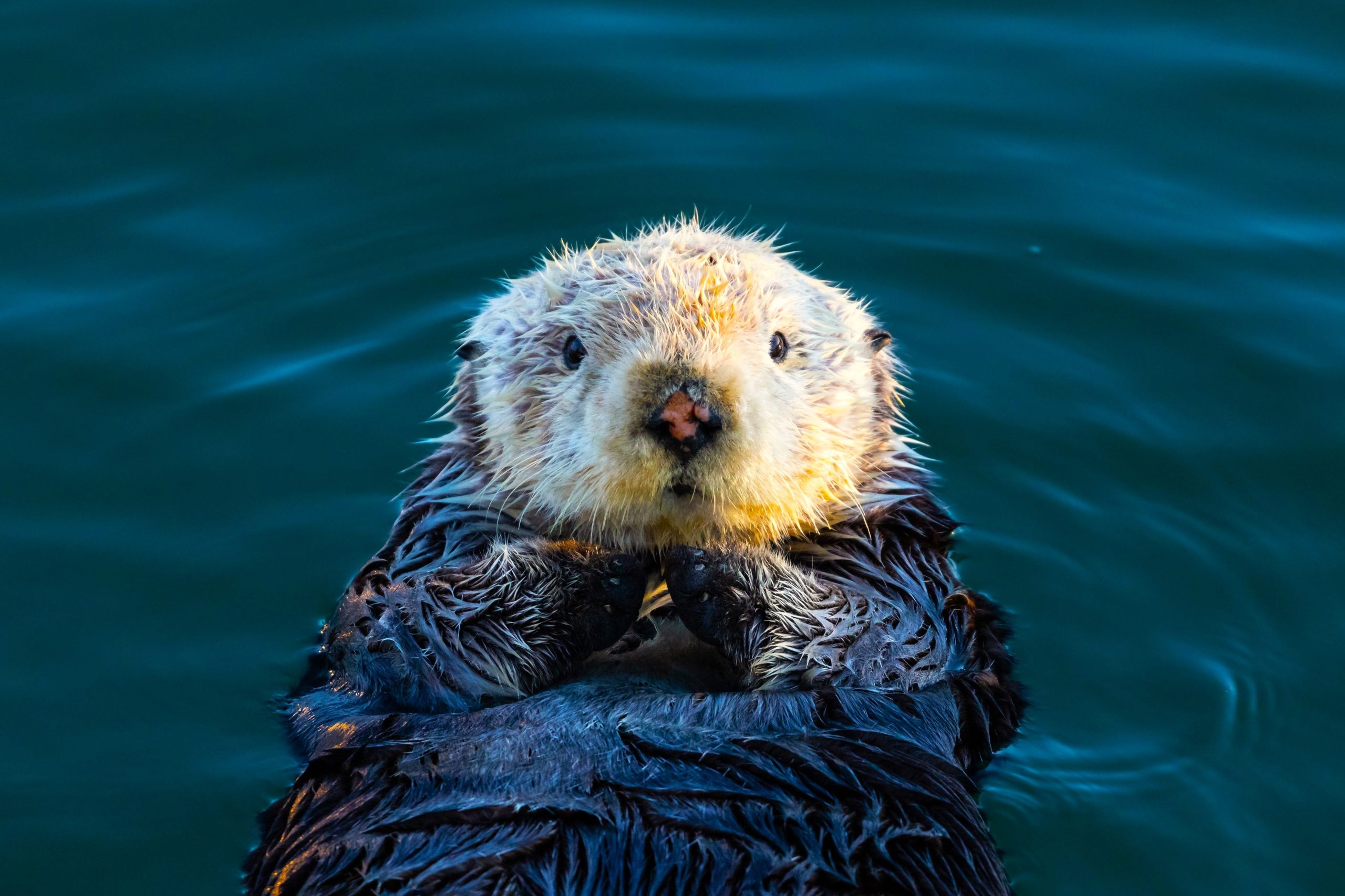 Der Grund, warum Amerikas süßeste wilde Tier Taschen hat, ist absolut bezaubernd