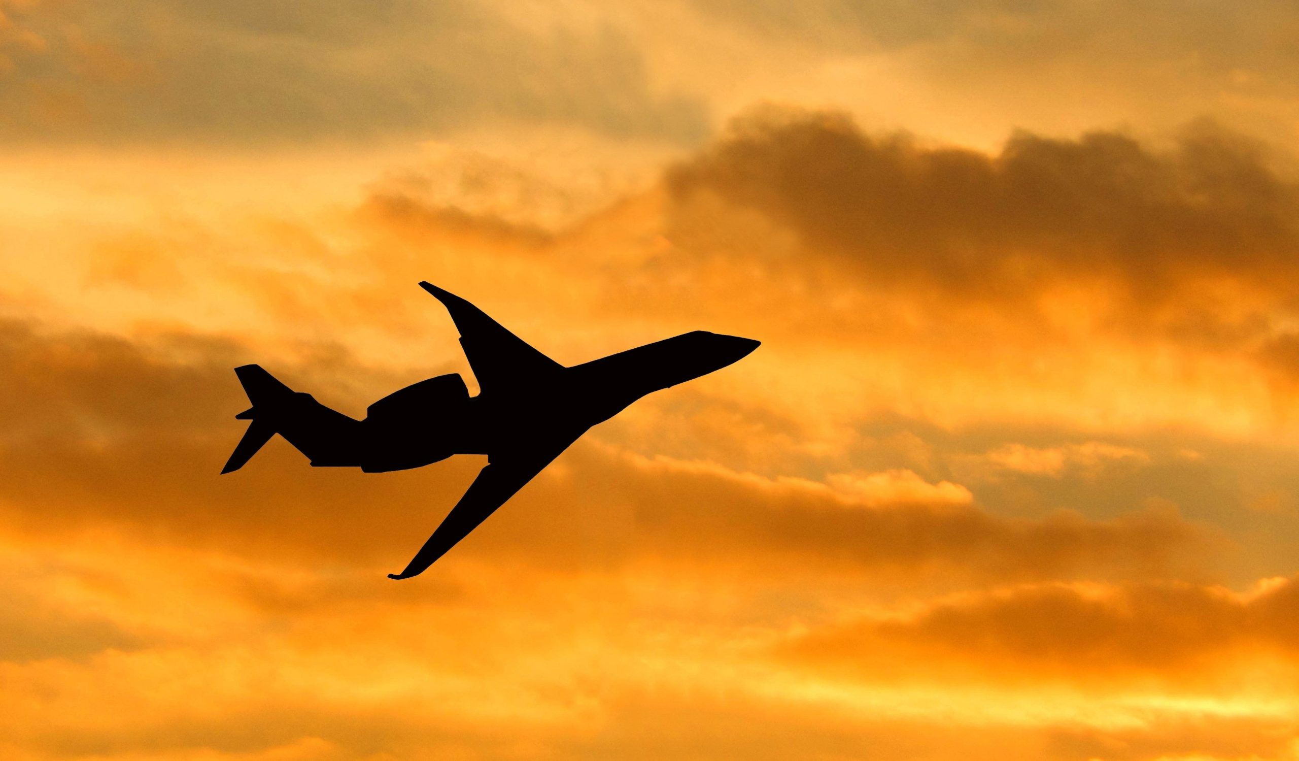 Bark Air startet im Mai den ersten Puppy Jet-Service vom Flughafen Westchester County