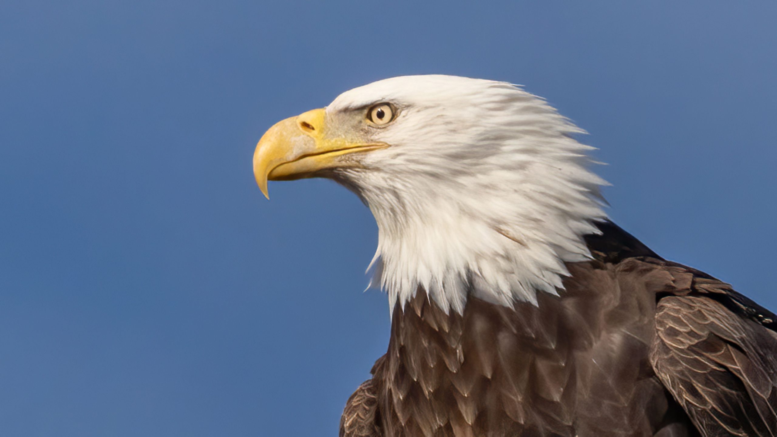 Weißkopfseeadler verheddert sich in der Fischerei, die knapp vor dem Ertrinken gerettet wurde