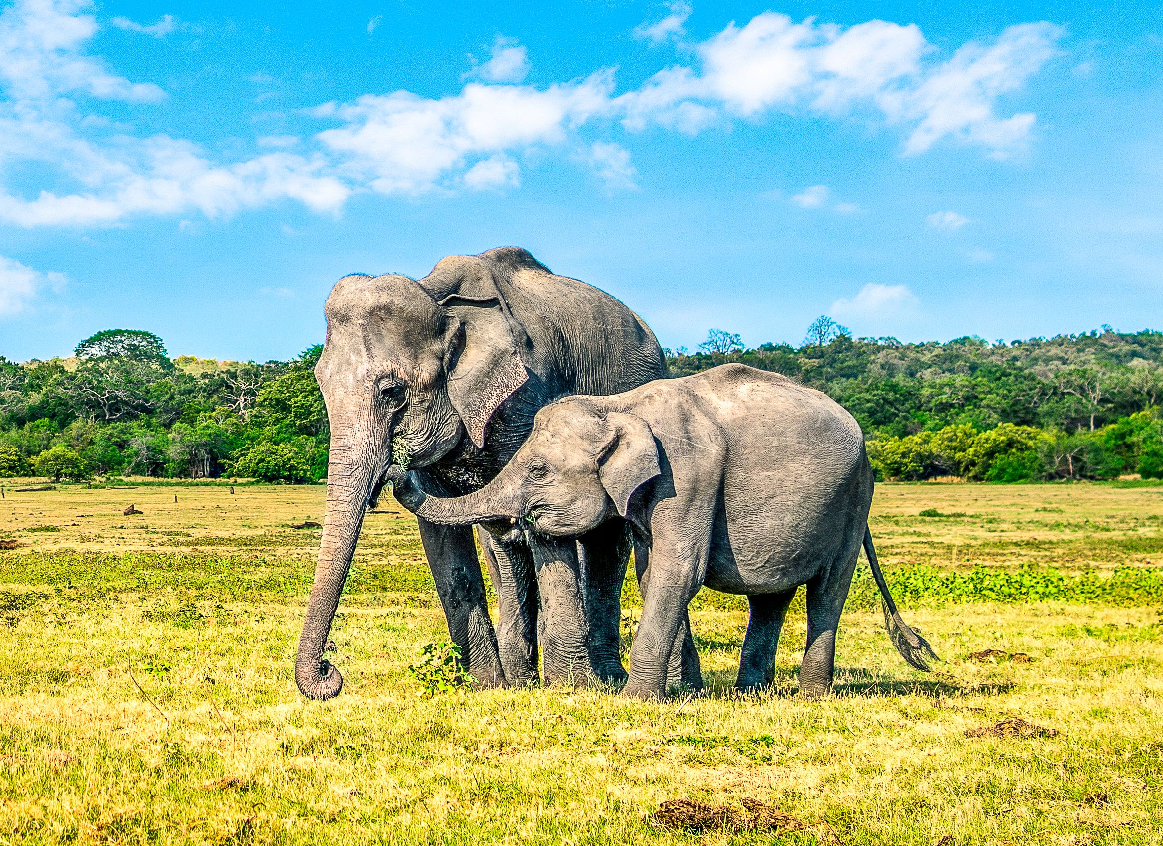 Ein Baby-Elefant, der sich nach dem Trennen mit seiner Mutter wiedervereinigt hat, ist das Wohlfühlfoto, das wir alle brauchen