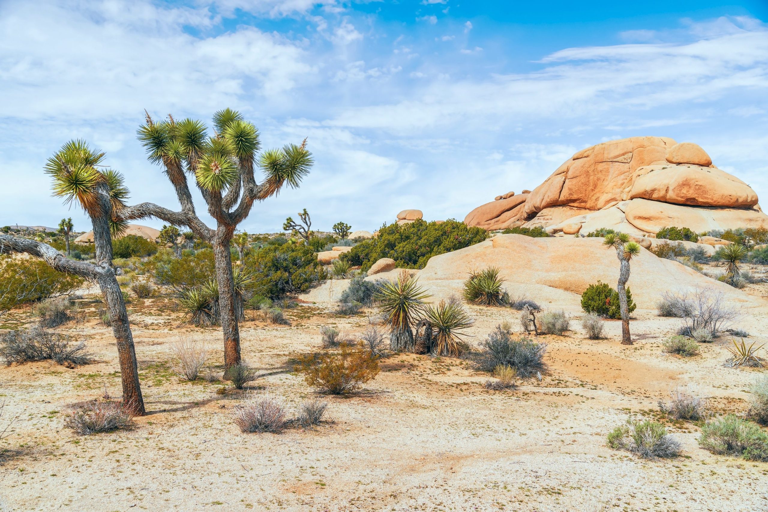 Ticketock: Dieser California National Park könnte bis 2100 verschwinden