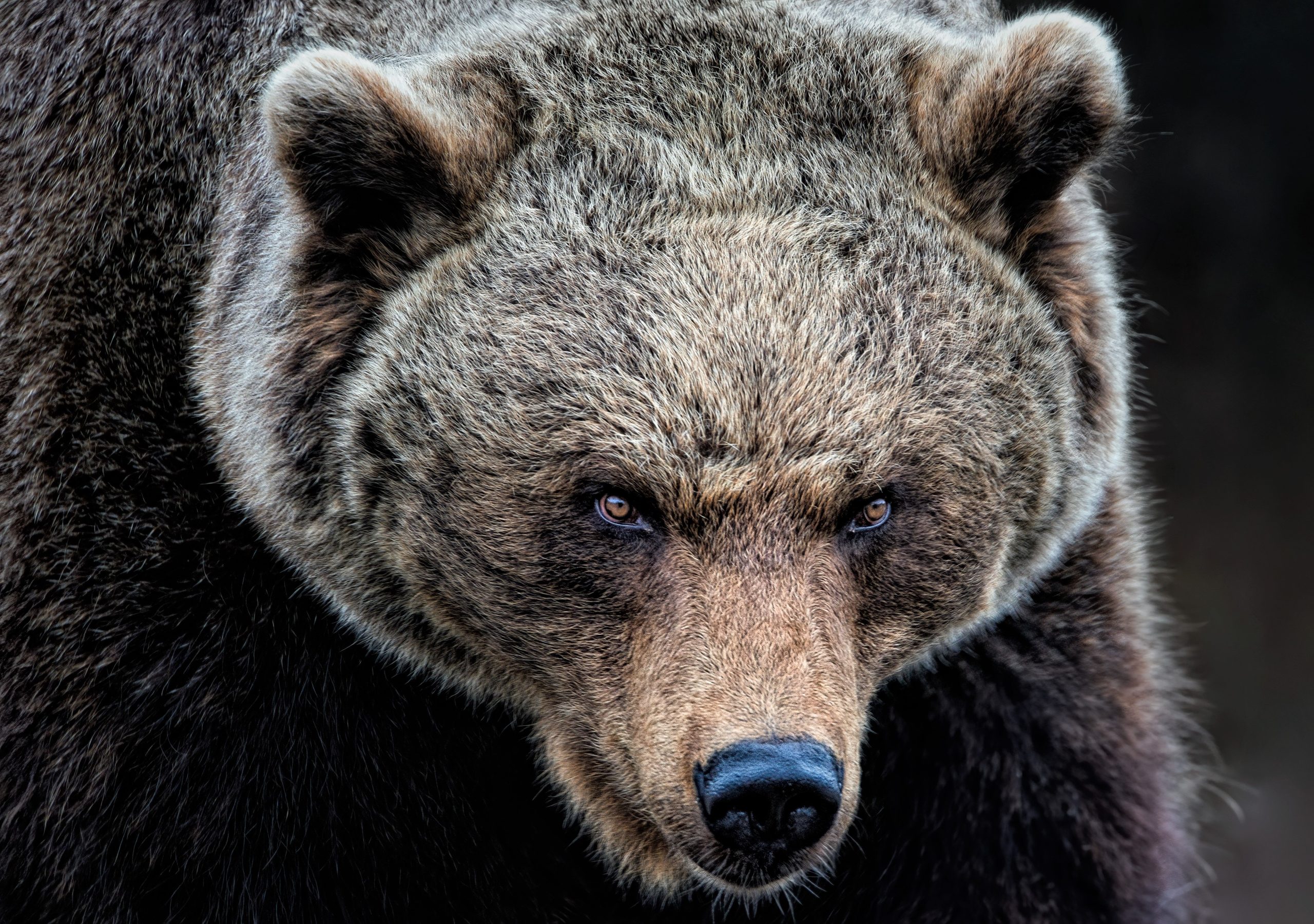 Ein Mann, der von einem Grizzlybären gewaltsam angegriffen wurde, ist endlich bereit, über den schrecklichen Vorfall zu sprechen