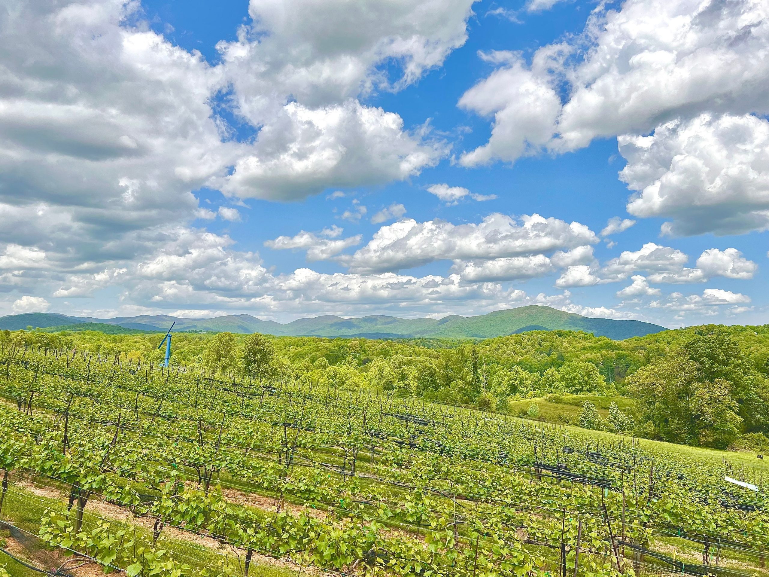 Diese unterschätzte Kleinstadt ist das „Napa 