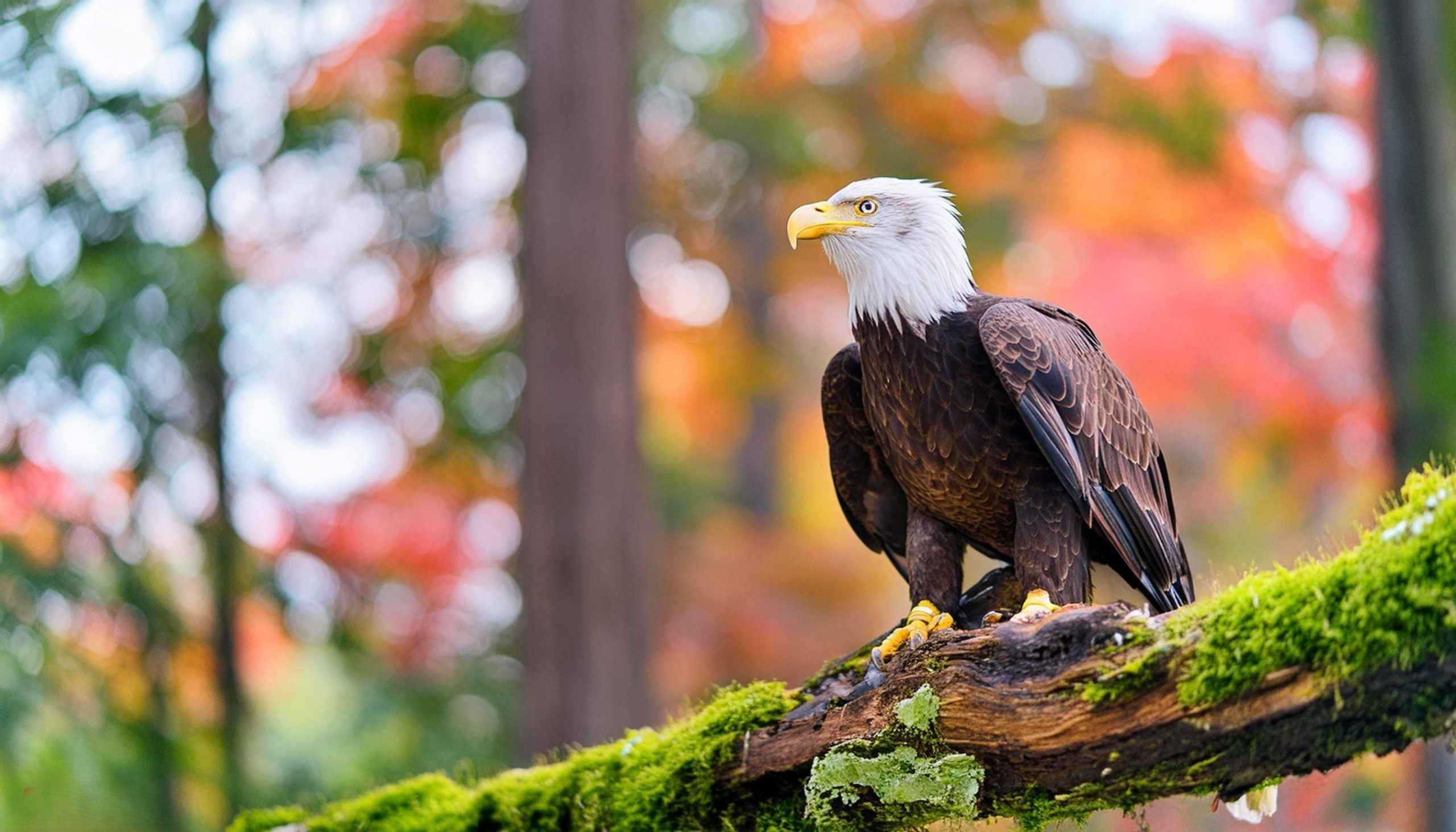 Vom Nest bis zum Himmel: Gizmo und Sunny wachsen erwachsen und bereiten sich darauf vor, frei aufzusteigen
